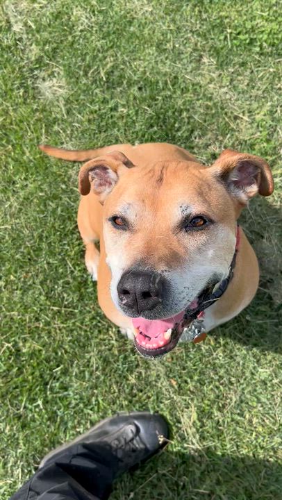 Enlarge Bailey, a Adoptable mixed breed in Norton, MA video 2/3
