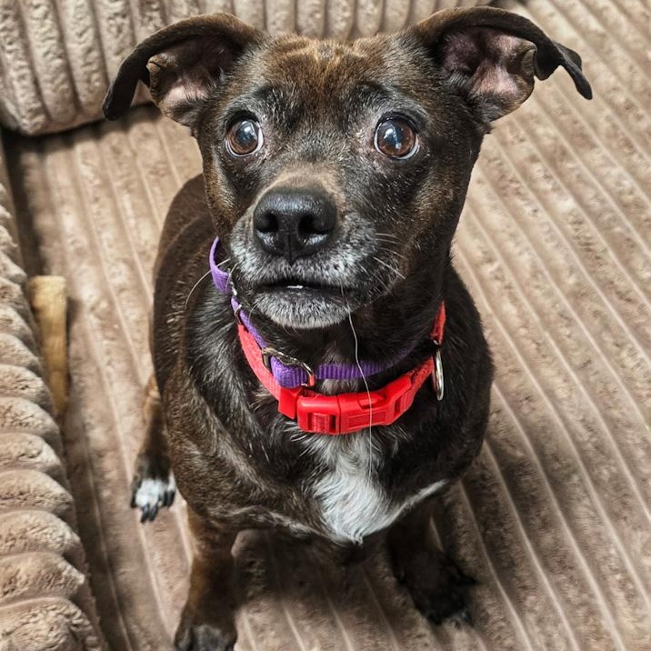 Enlarge Hershey, a ADOPTABLE mixed breed in Toledo, OH image 3/3