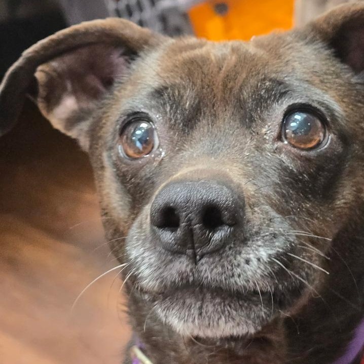 Hershey, ADOPTABLE, Senior Female Chihuahua.