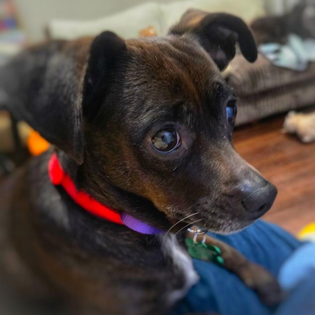 Enlarge Hershey, a ADOPTABLE mixed breed in Toledo, OH image 2/3