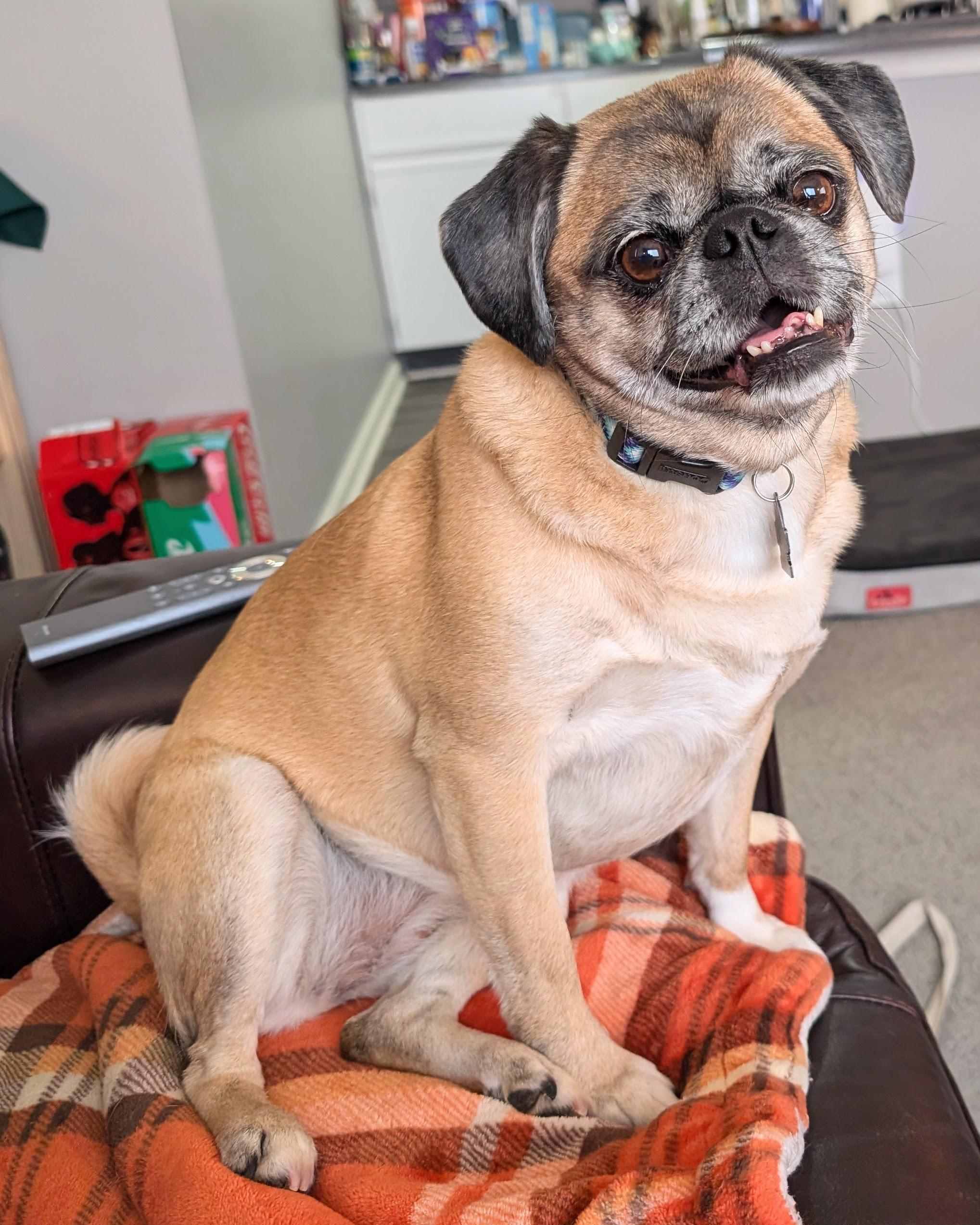 Enlarge Isabel, an adopted mixed breed in South Lyon, MI image 6/6