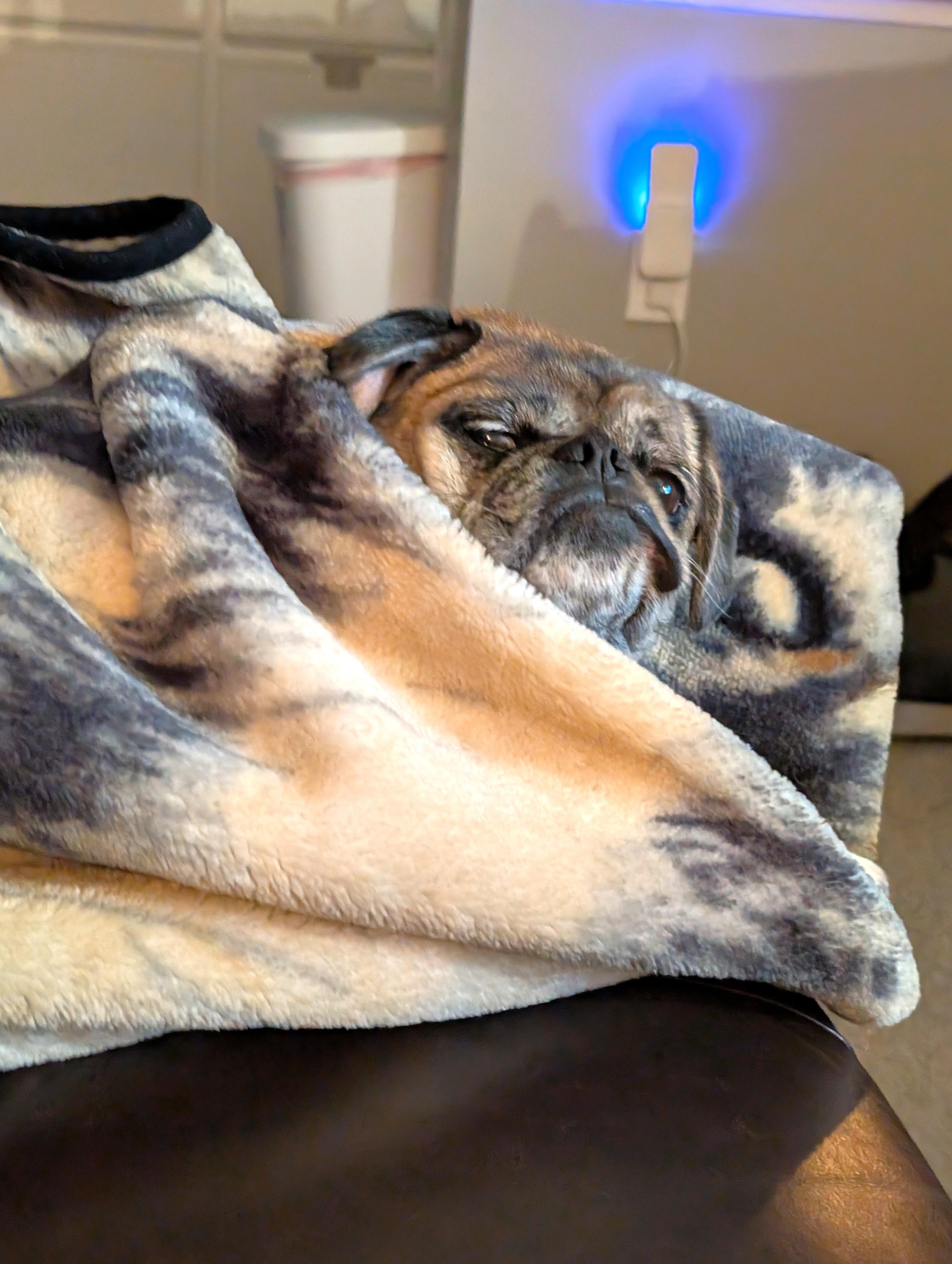 Enlarge Isabel, an adopted mixed breed in South Lyon, MI image 4/6