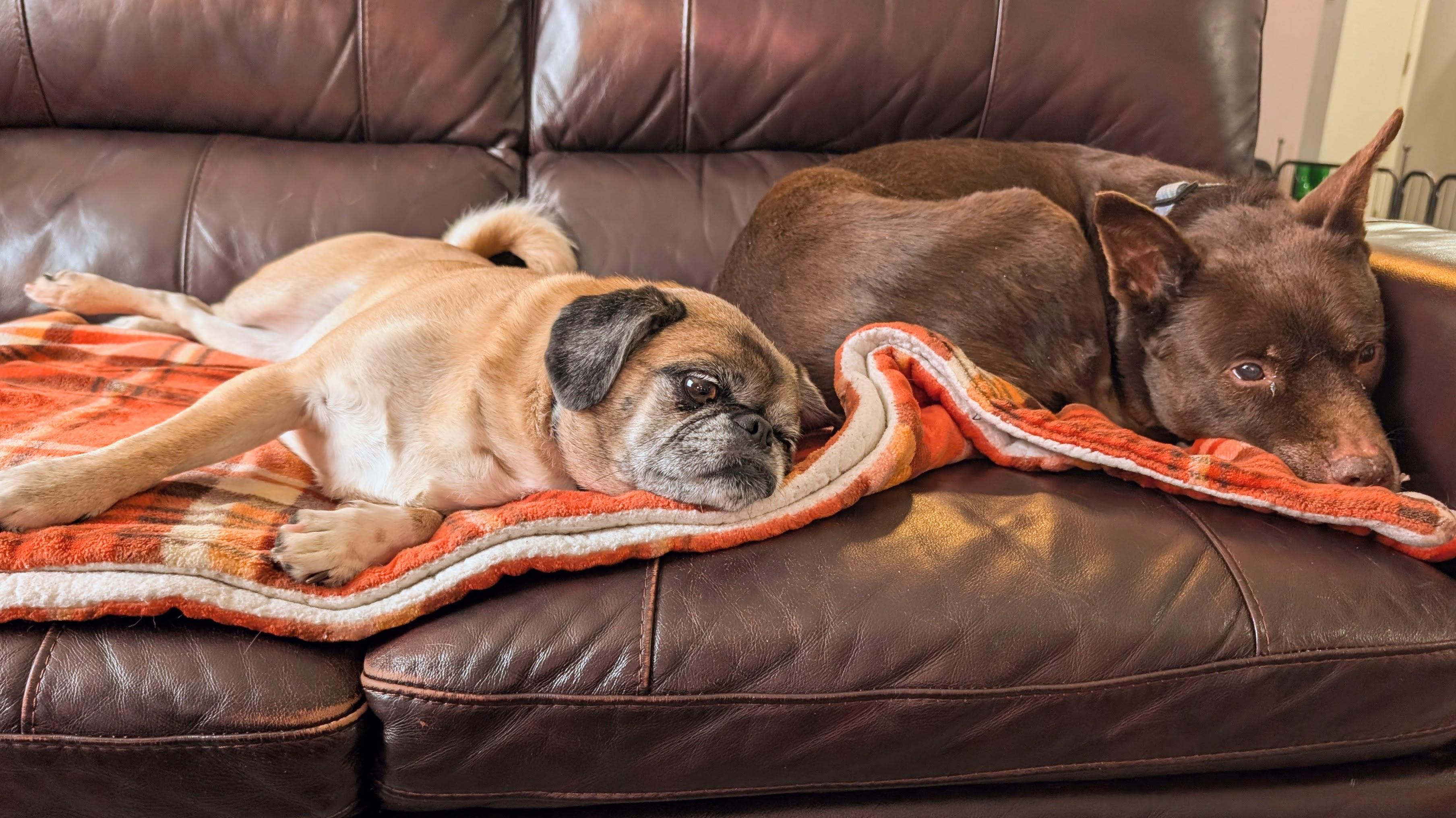 Enlarge Isabel, an adopted mixed breed in South Lyon, MI image 5/6