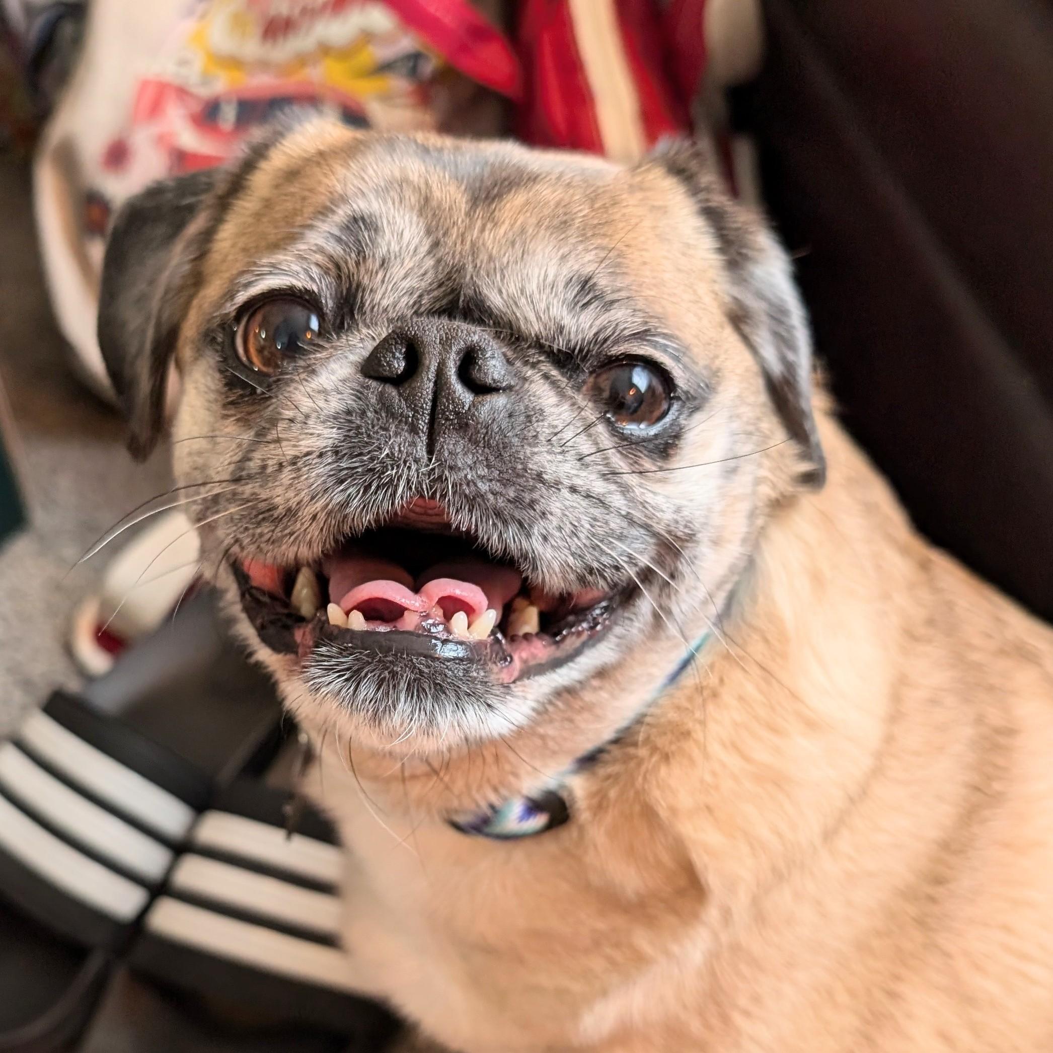 Enlarge Isabel, an adopted mixed breed in South Lyon, MI image 1/6