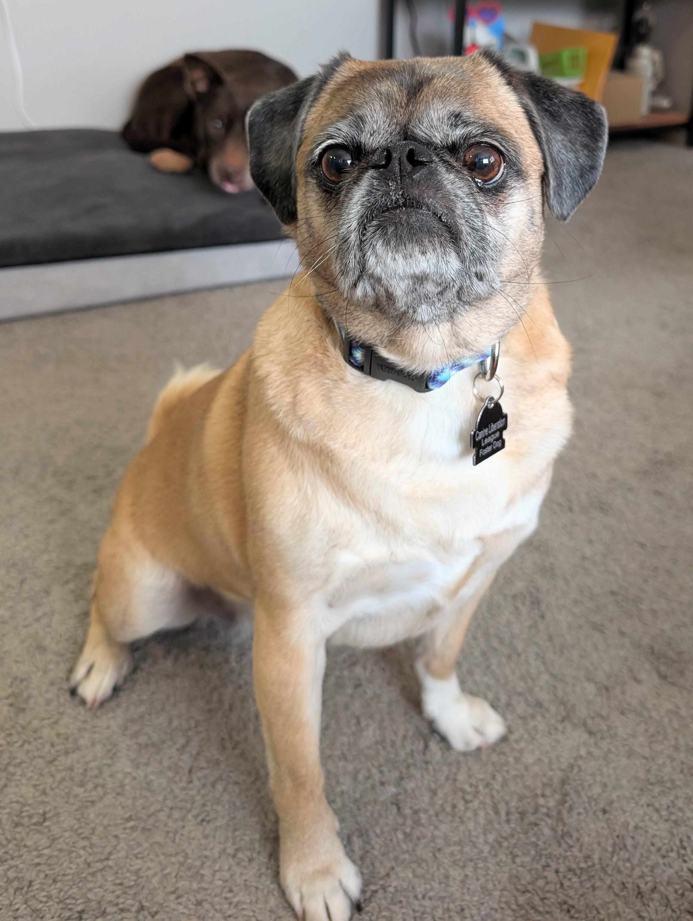 Enlarge Isabel, an adopted mixed breed in South Lyon, MI image 3/6