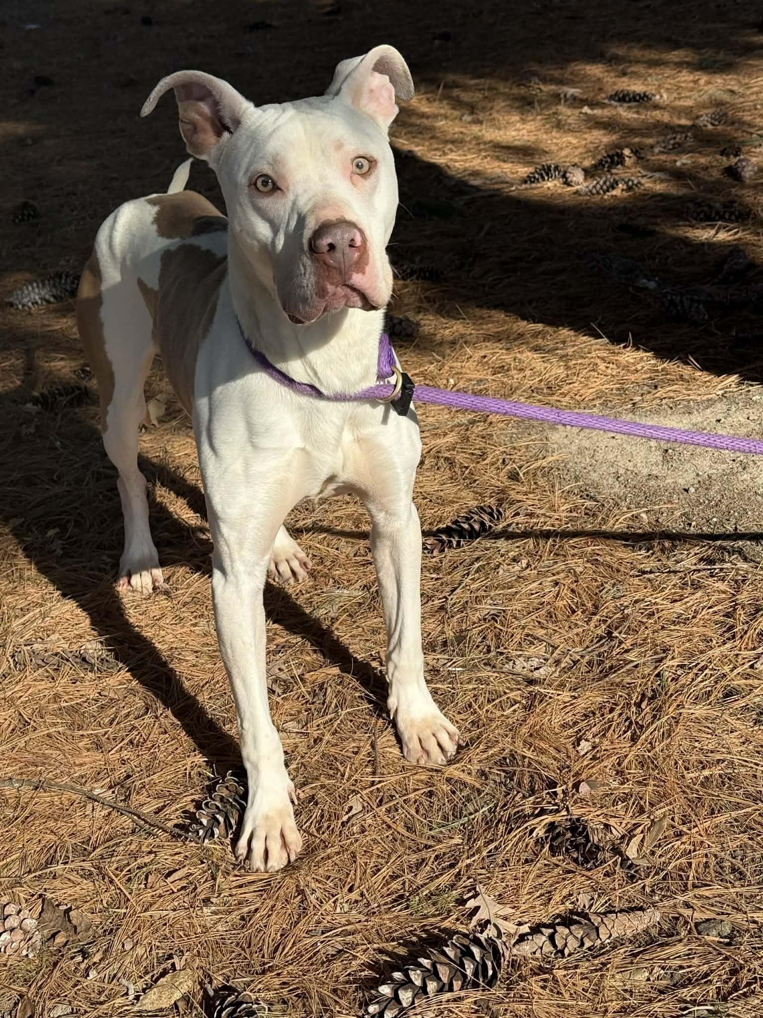 Enlarge Expo (in a FOSTER home), a ADOPTABLE mixed breed in Springfield, IL image 4/4