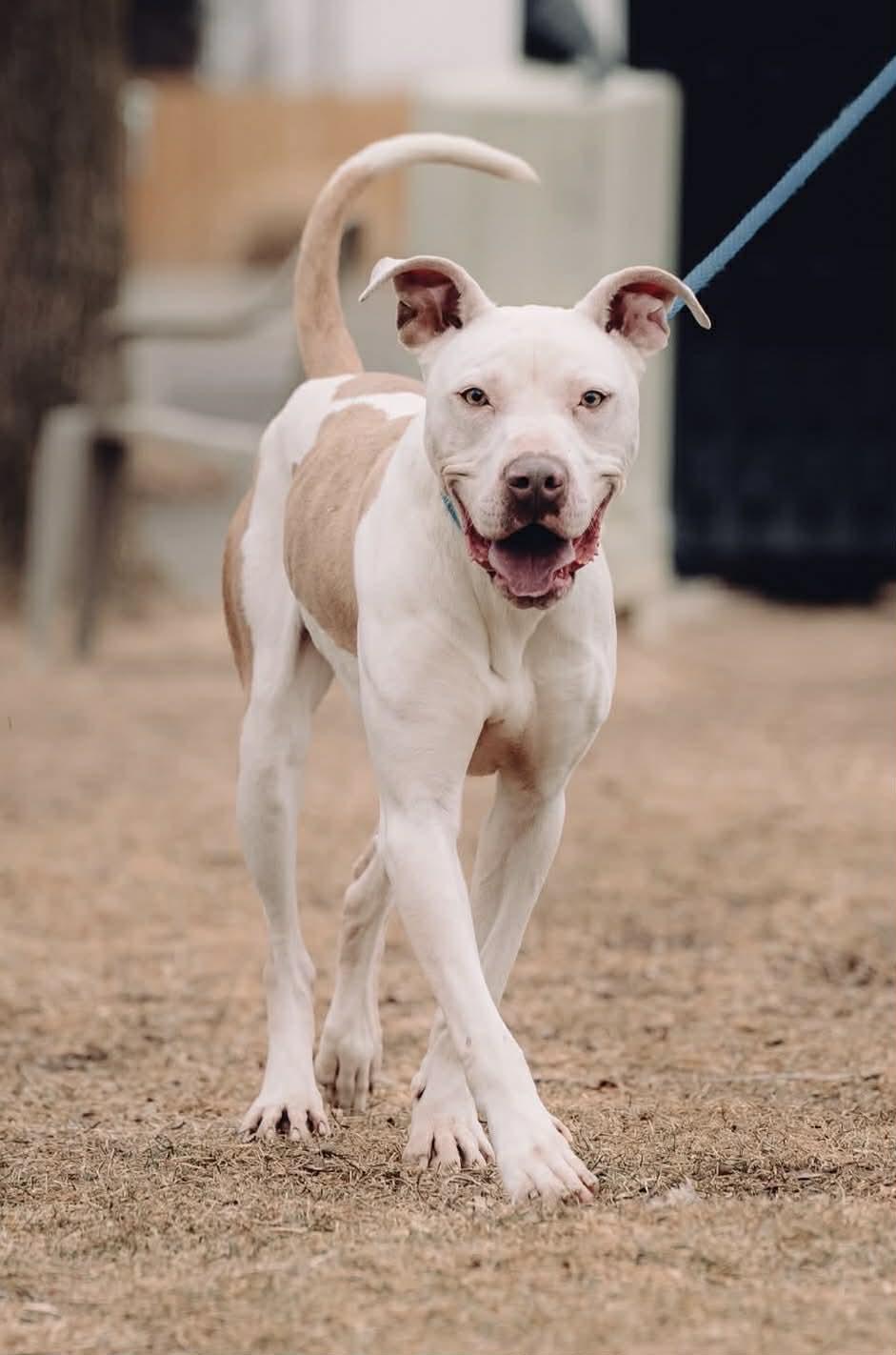 Expo (in a FOSTER home), ADOPTABLE, Adult Male Pit Bull Terrier.