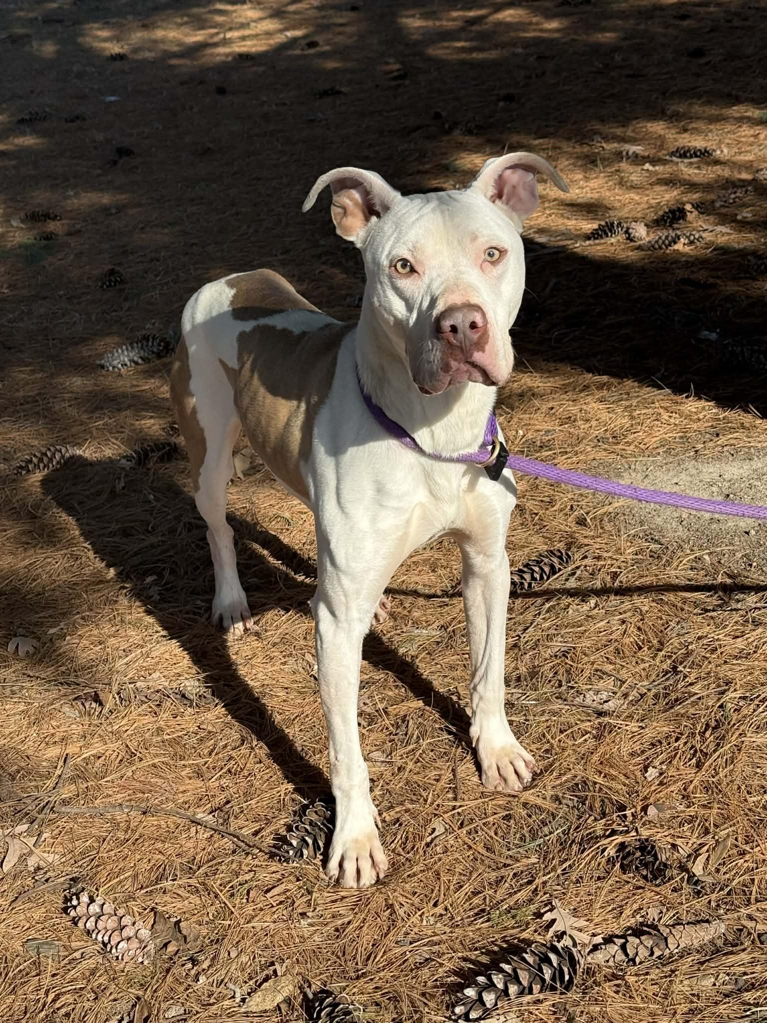 Enlarge Expo (in a FOSTER home), a ADOPTABLE mixed breed in Springfield, IL image 3/4