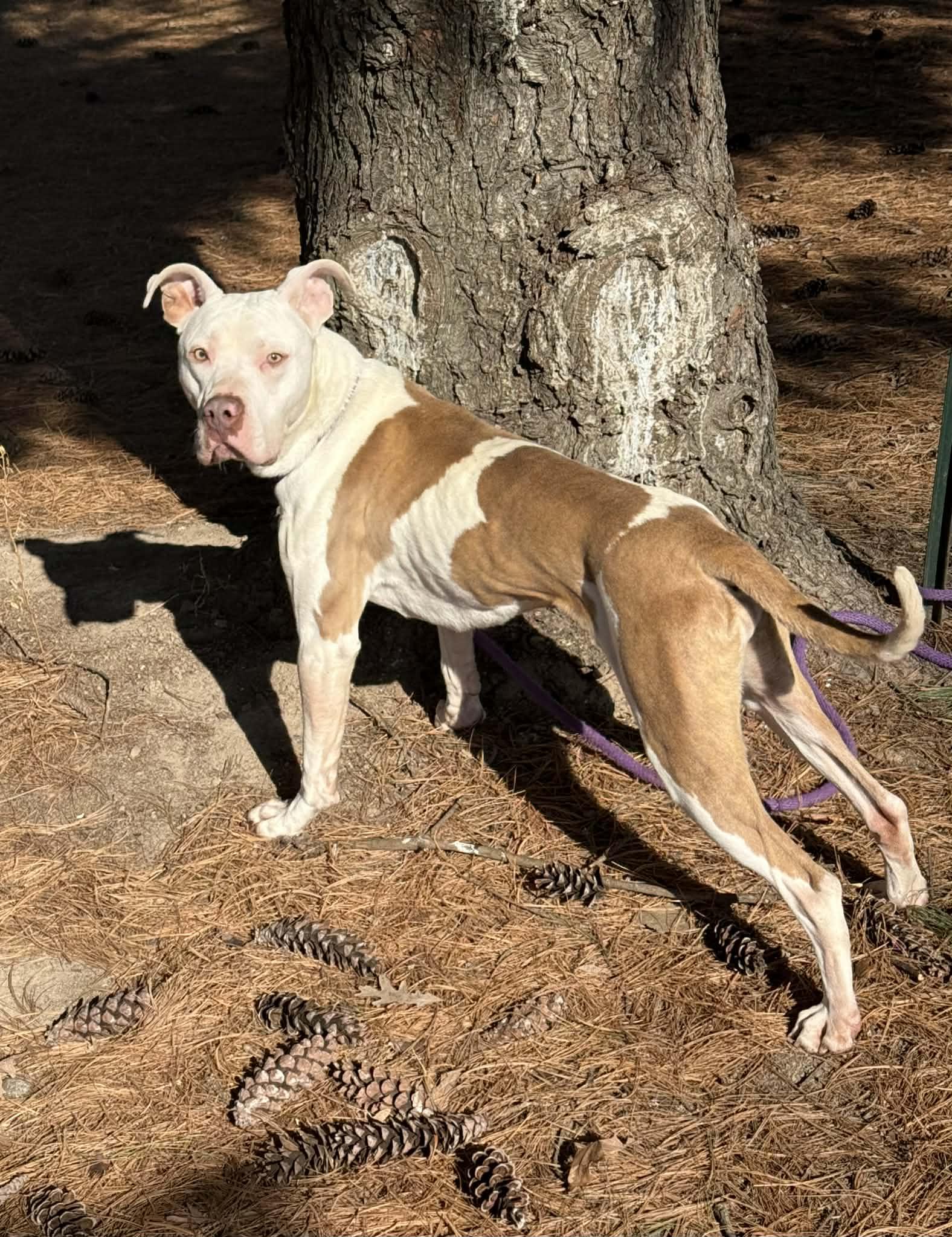 Enlarge Expo (in a FOSTER home), a ADOPTABLE mixed breed in Springfield, IL image 2/4