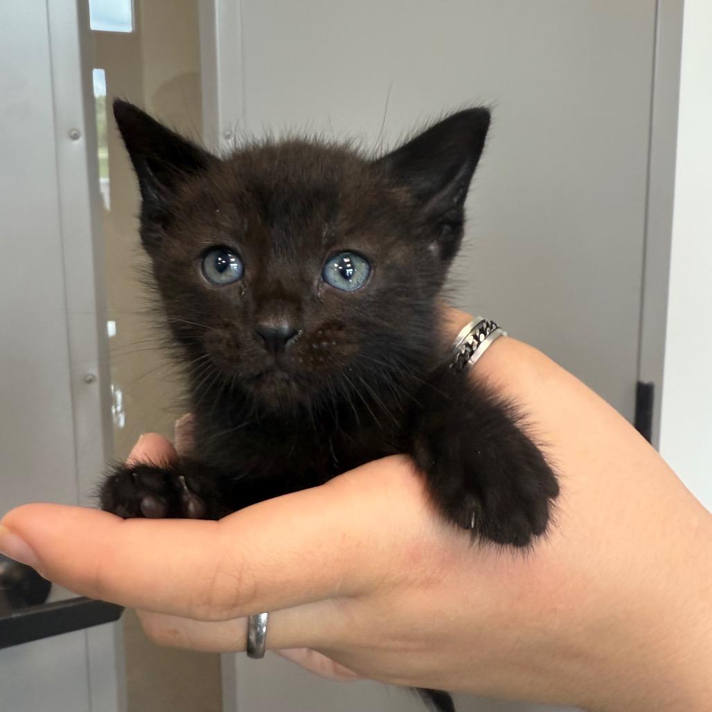 Raven Litter 6, Adoptable, Kitten Female Domestic Short Hair.