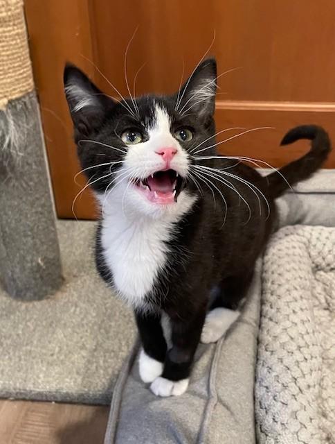 Enlarge Mischief (LE), an adopted Domestic Short Hair in Little Falls, NJ image 2/3