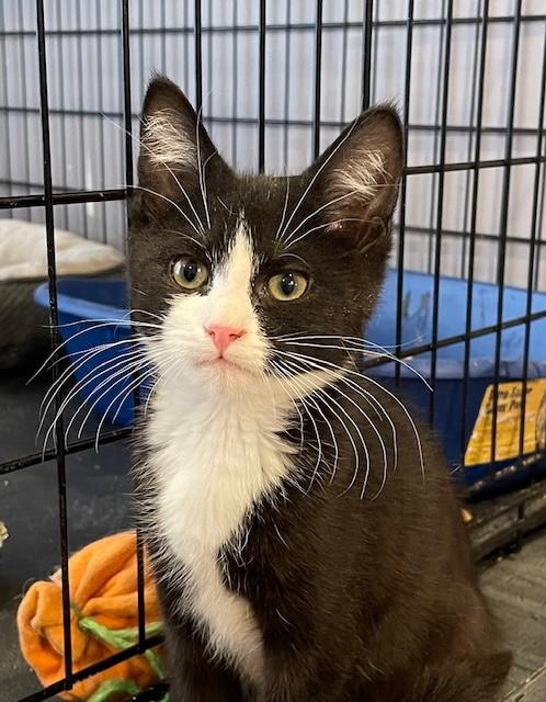 Enlarge Mischief (LE), an adopted Domestic Short Hair in Little Falls, NJ image 1/3