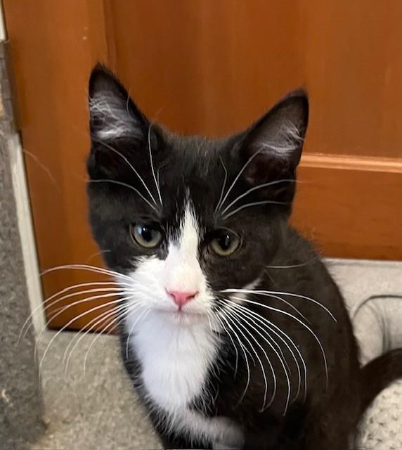 Enlarge Mischief (LE), an adopted Domestic Short Hair in Little Falls, NJ image 3/3