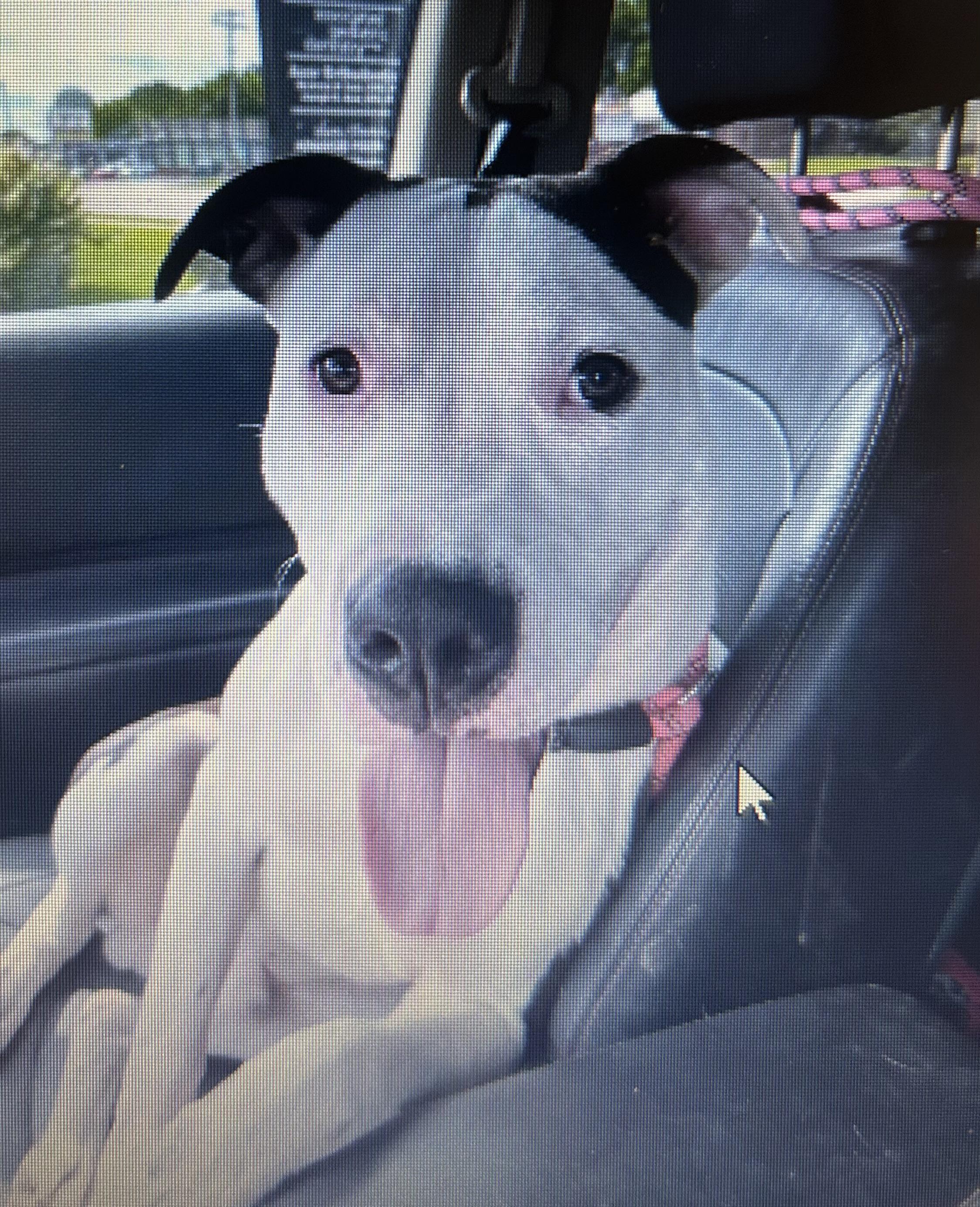 Maverick, ADOPTABLE, Adult Male Mixed Breed.
