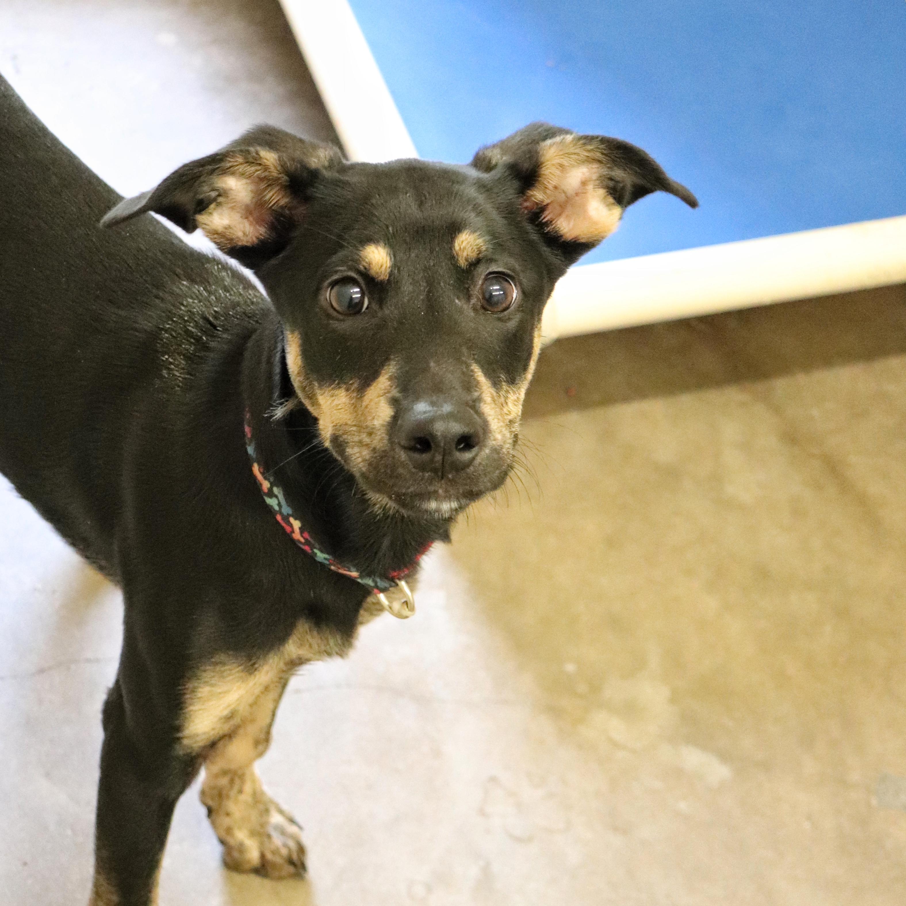 Dina, Adoptable, Young Female Shepherd.