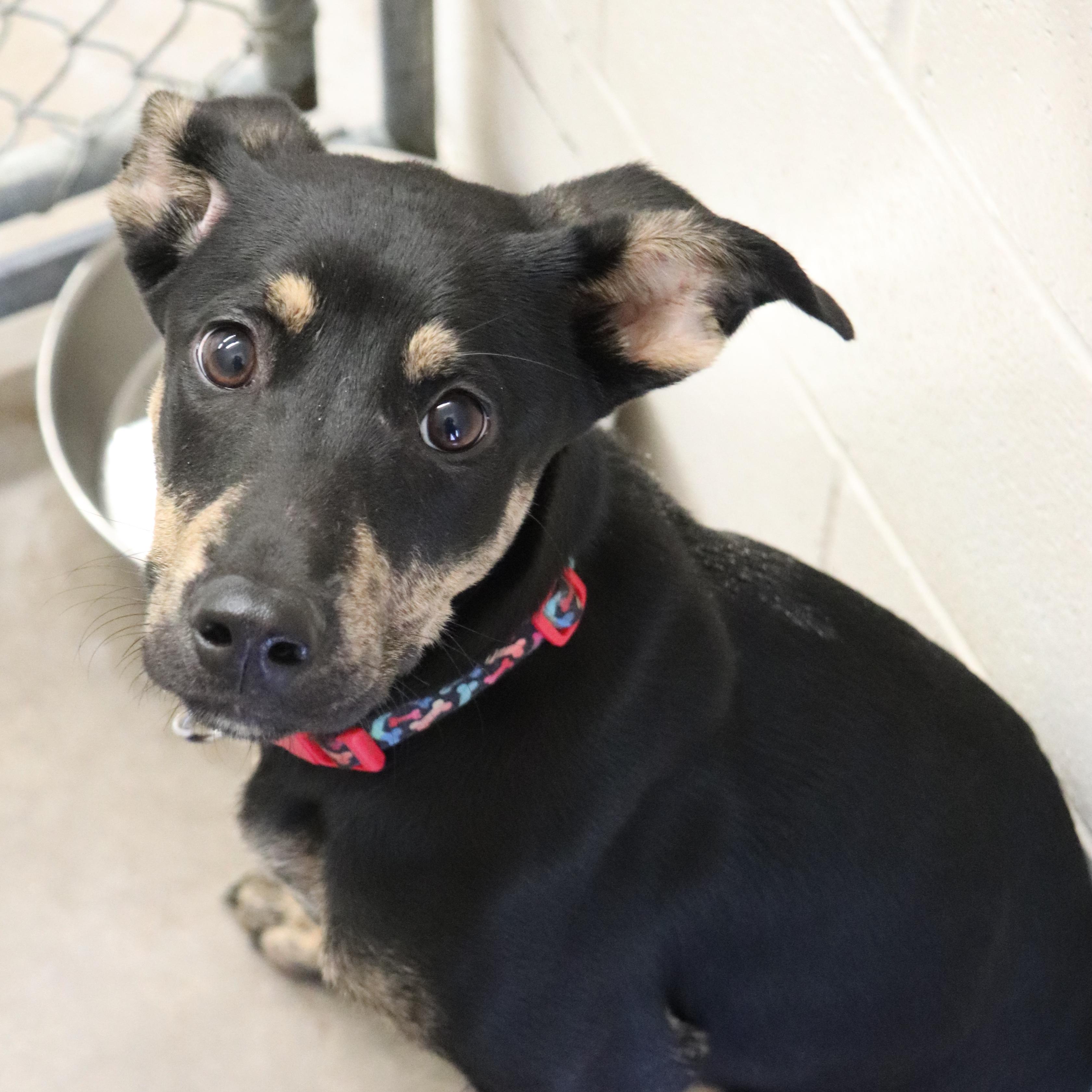 Dina, a Adoptable mixed breed in Sherman, TX image 5/5