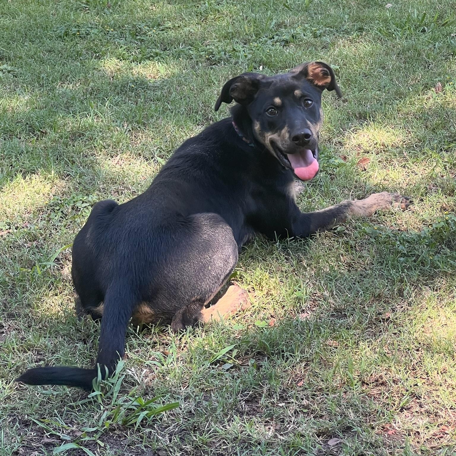 Dina, a Adoptable mixed breed in Sherman, TX image 2/5