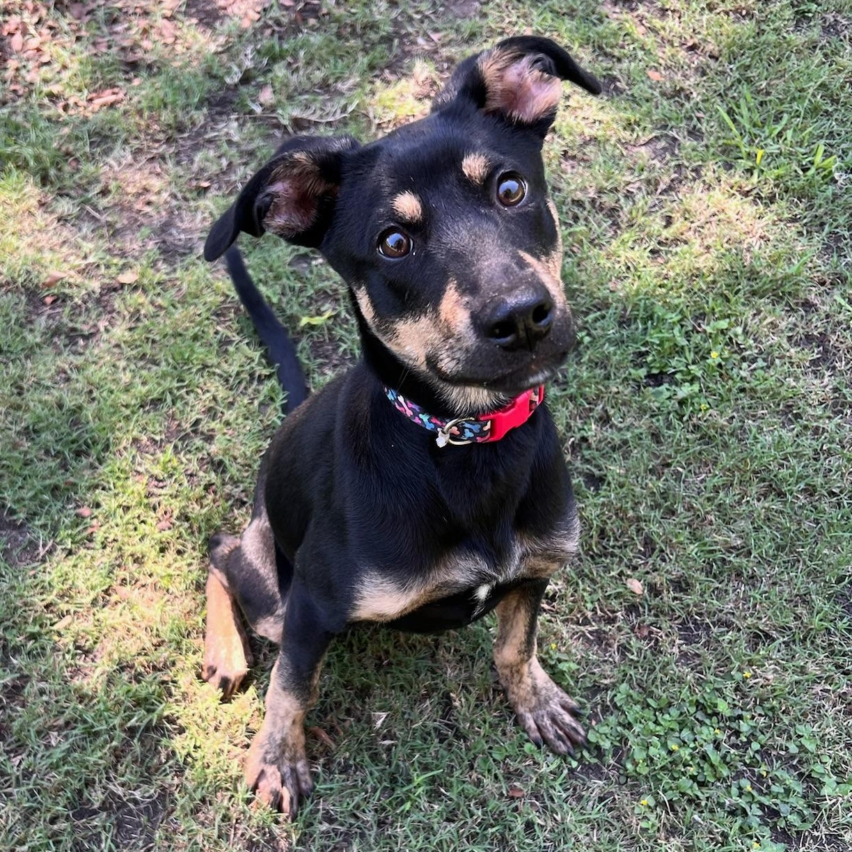 Dina, a Adoptable mixed breed in Sherman, TX image 1/5