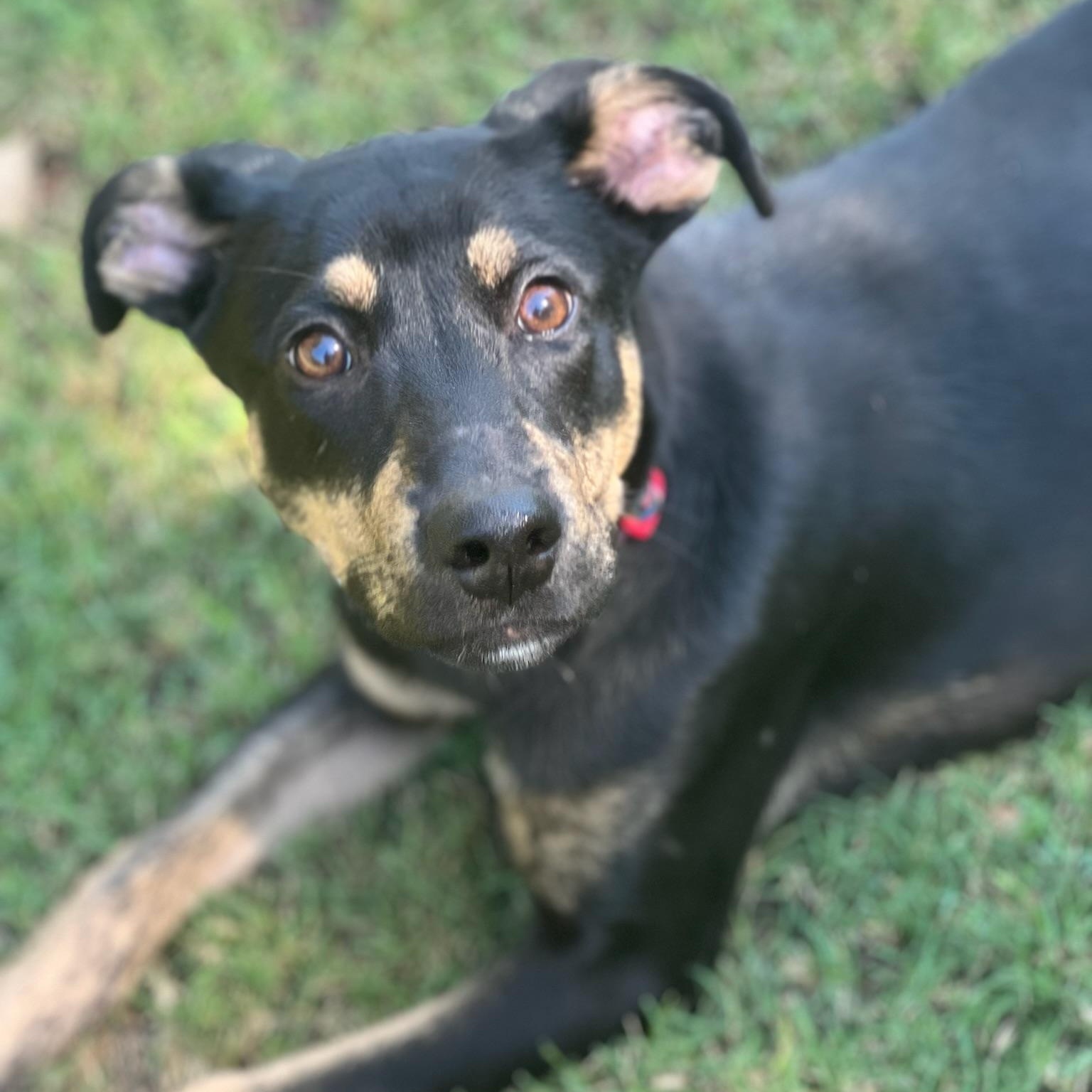 Dina, a Adoptable mixed breed in Sherman, TX image 3/5