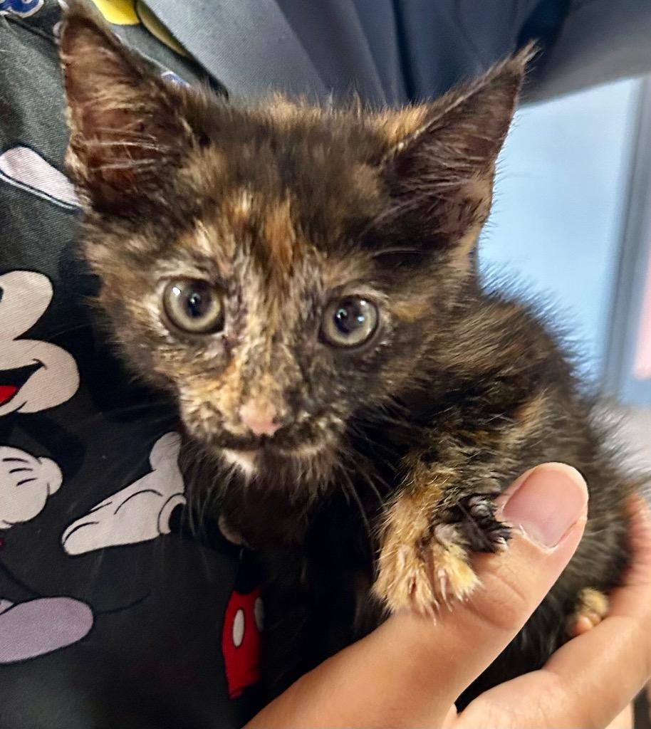 Swirl, Adoptable, Kitten Female Domestic Short Hair.