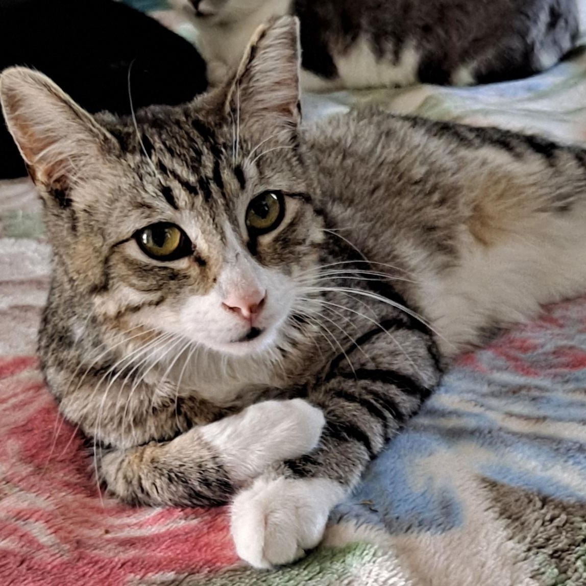 Enlarge Luke (Leia), a Adoptable Tabby in HUNTINGTON BEACH, CA image 1/6