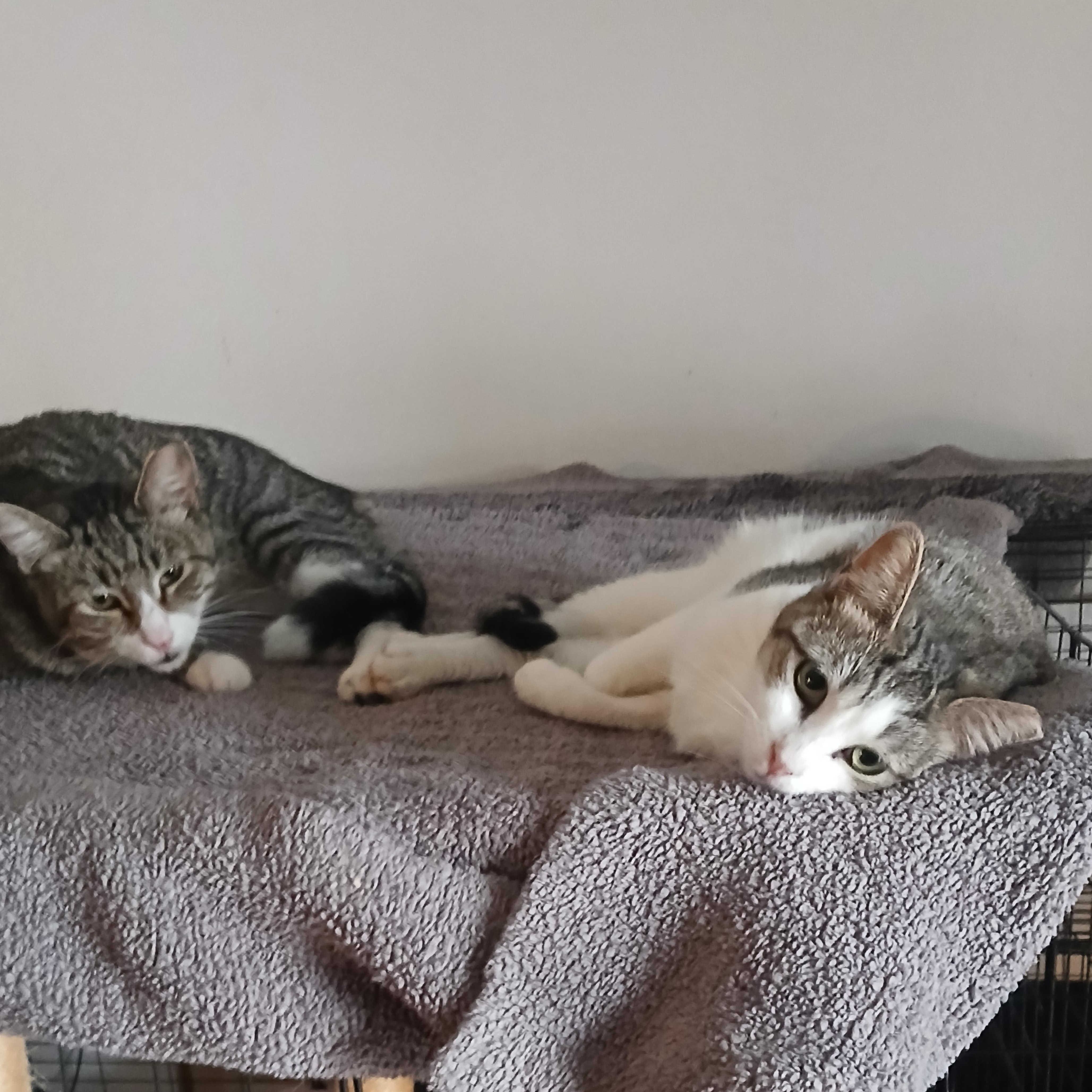 Enlarge Luke (Leia), a Adoptable Tabby in HUNTINGTON BEACH, CA image 6/6