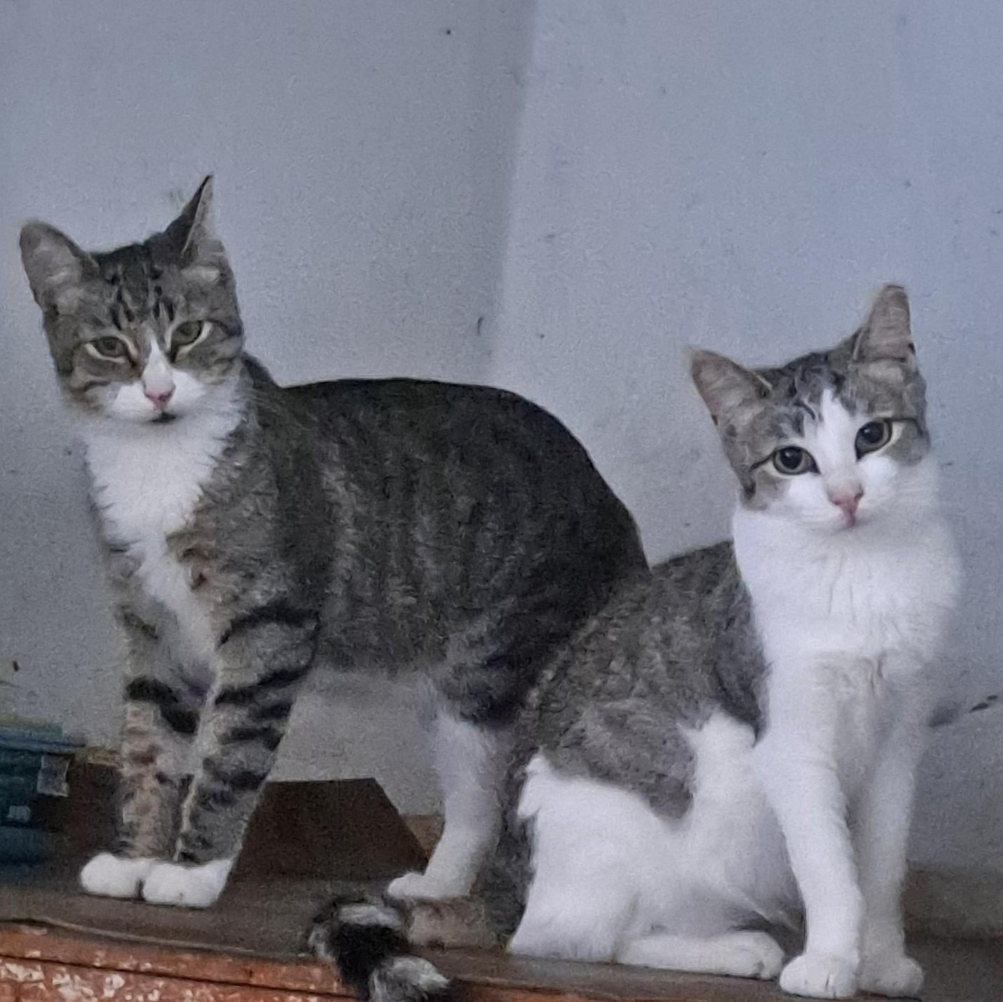 Enlarge Luke (Leia), a Adoptable Tabby in HUNTINGTON BEACH, CA image 2/6