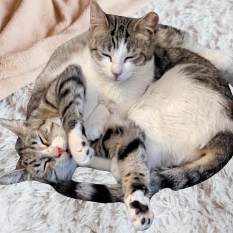 Enlarge Luke (Leia), a Adoptable Tabby in HUNTINGTON BEACH, CA image 4/6