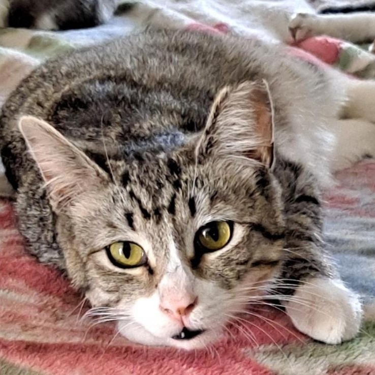 Enlarge Luke (Leia), a Adoptable Tabby in HUNTINGTON BEACH, CA image 3/6