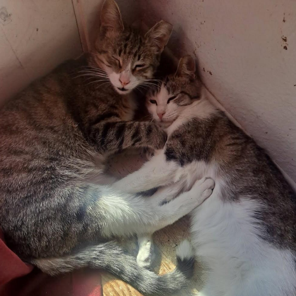 Enlarge Luke (Leia), a Adoptable Tabby in HUNTINGTON BEACH, CA image 5/6