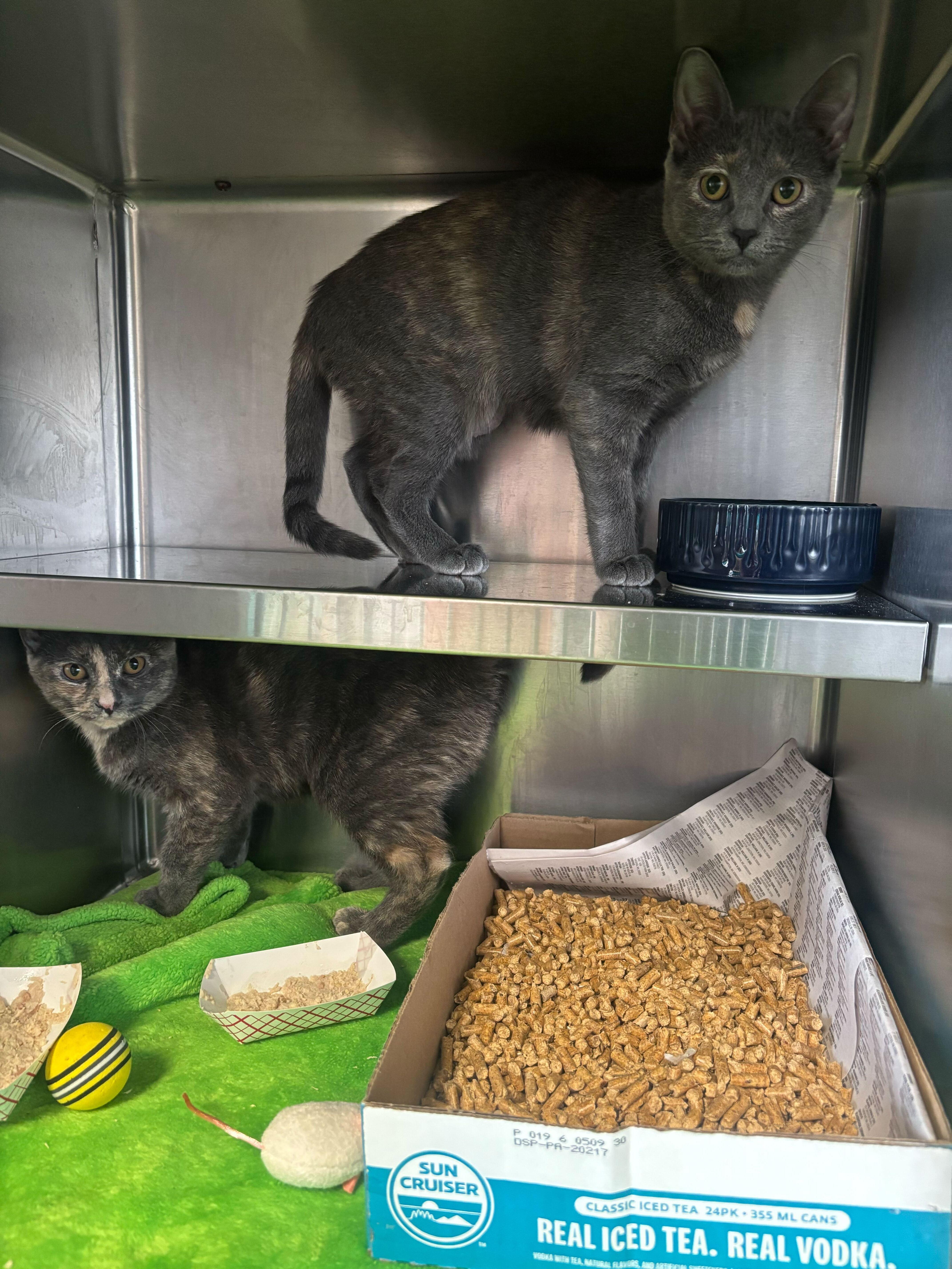 Stop and Shop, ADOPTABLE, Kitten Female Domestic Short Hair.