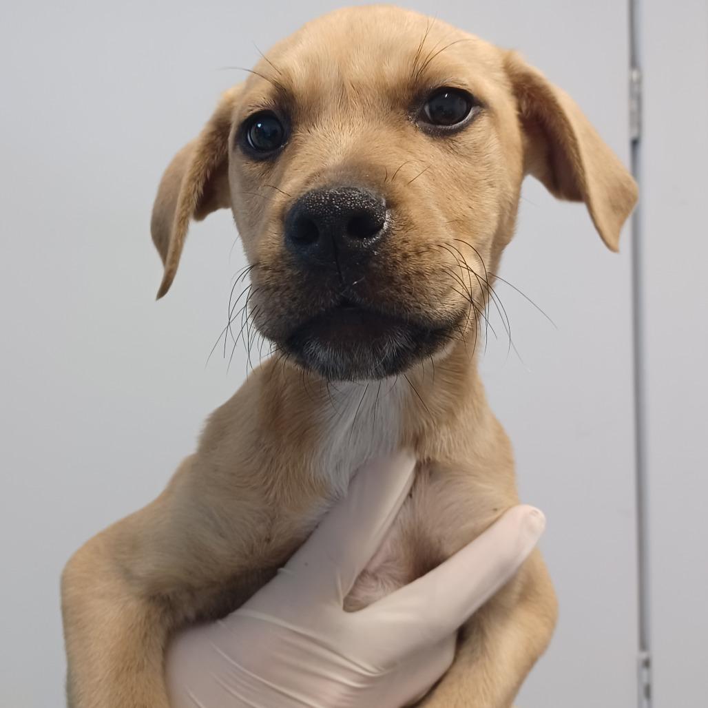Wonder, Adoptable, Puppy Female Catahoula Leopard Dog & Basset Hound.