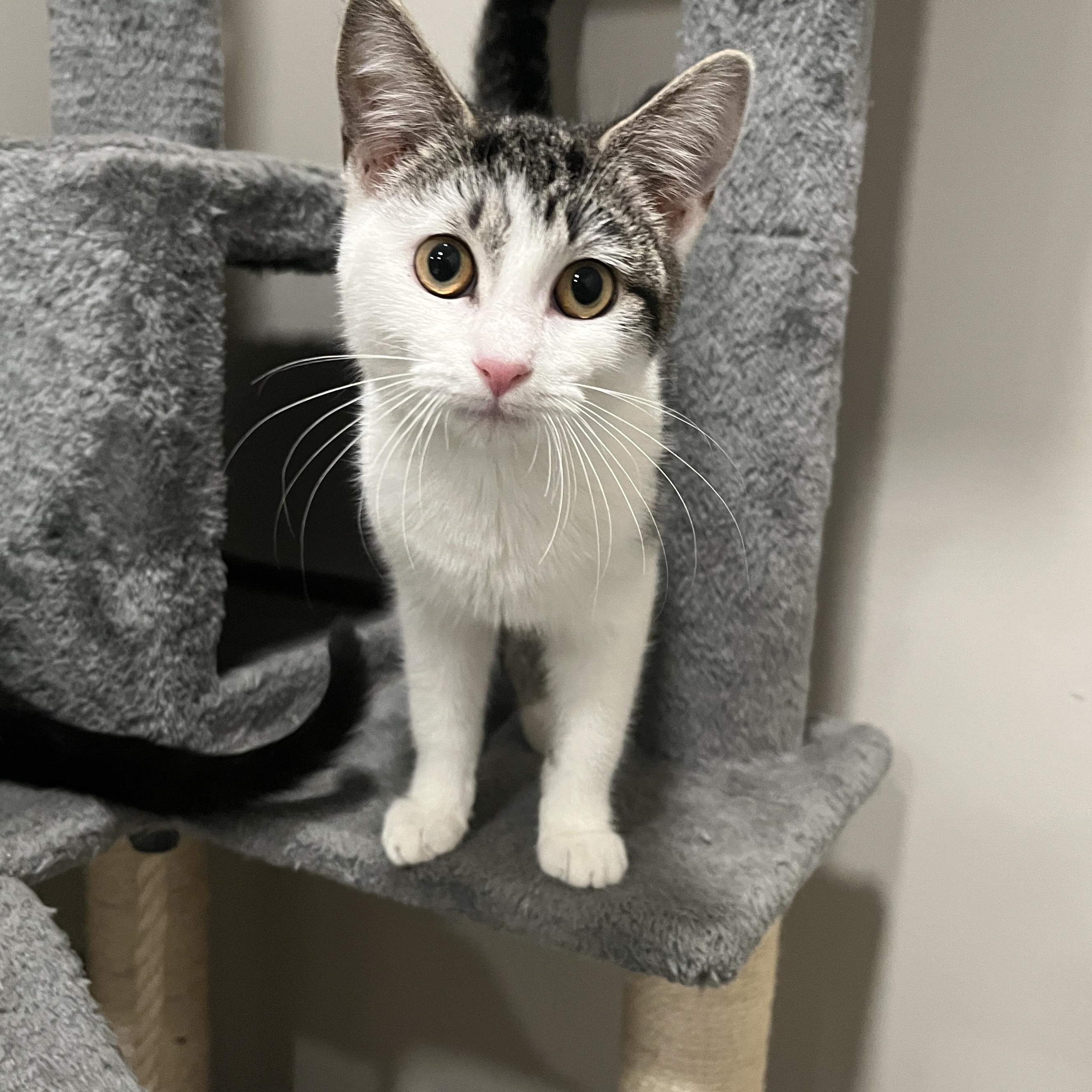 Latte, Adoptable, Kitten Female Domestic Short Hair & Tabby.