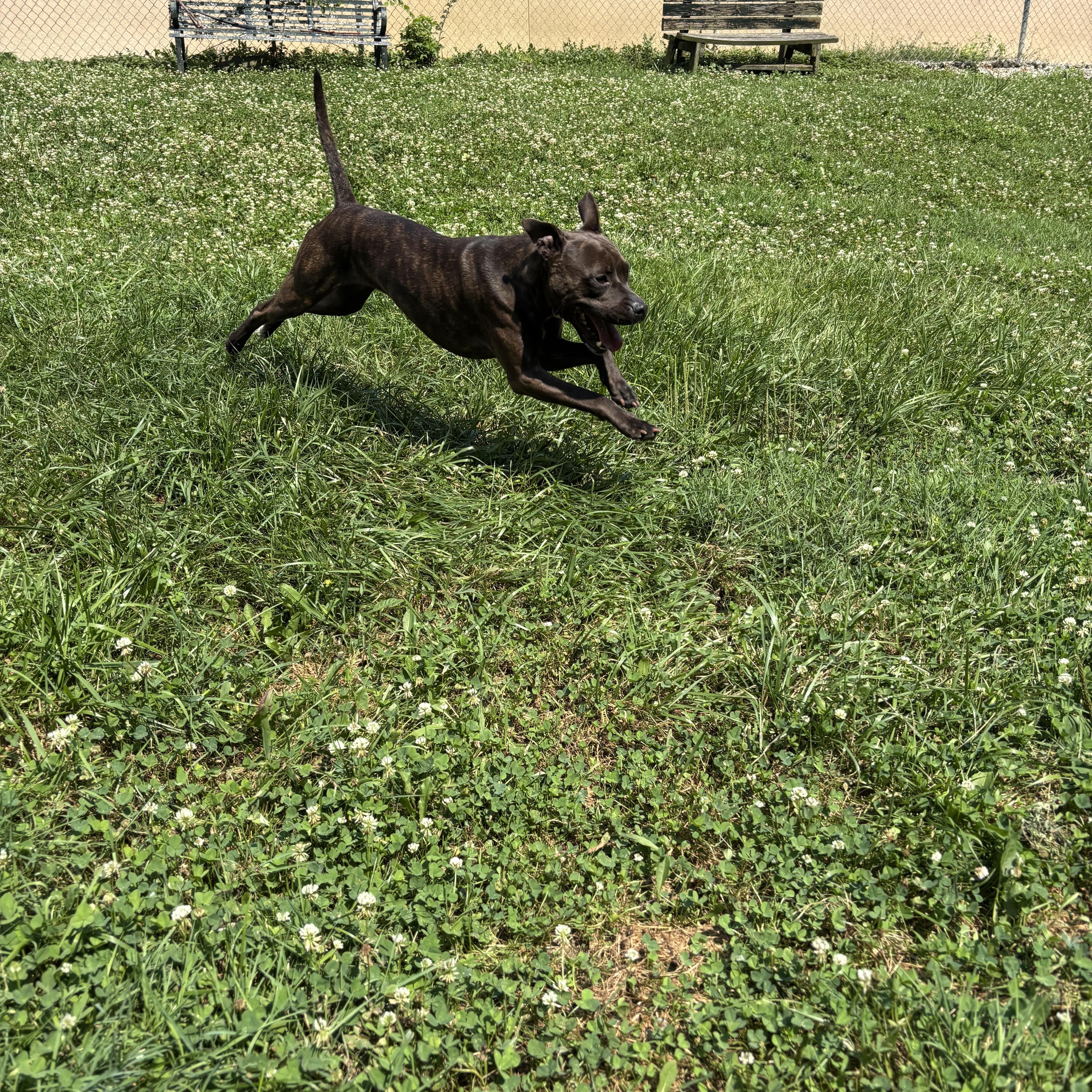 Trina, a ADOPTABLE mixed breed in Circleville, OH image 3/3
