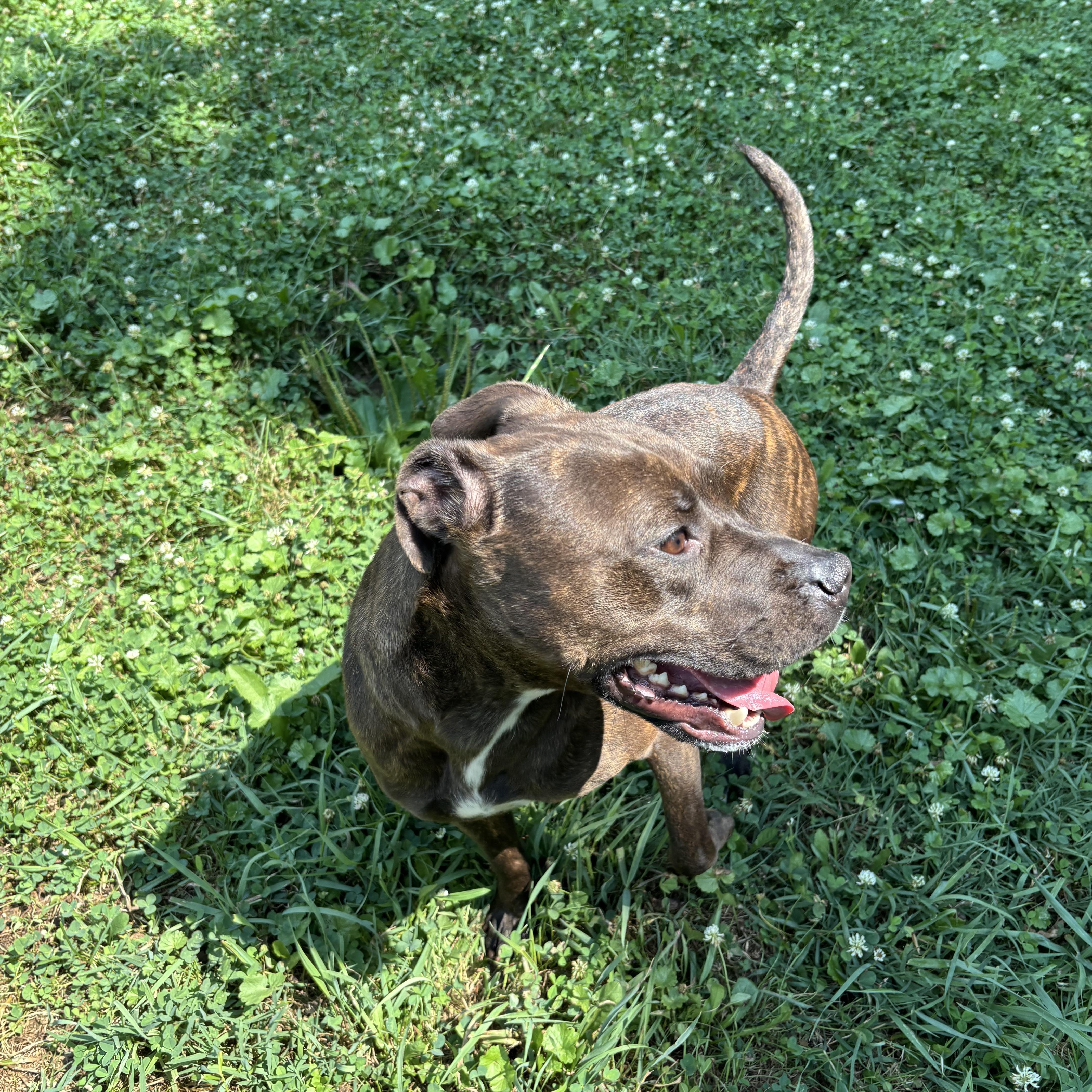 Trina, ADOPTABLE, Young Female Pit Bull Terrier.