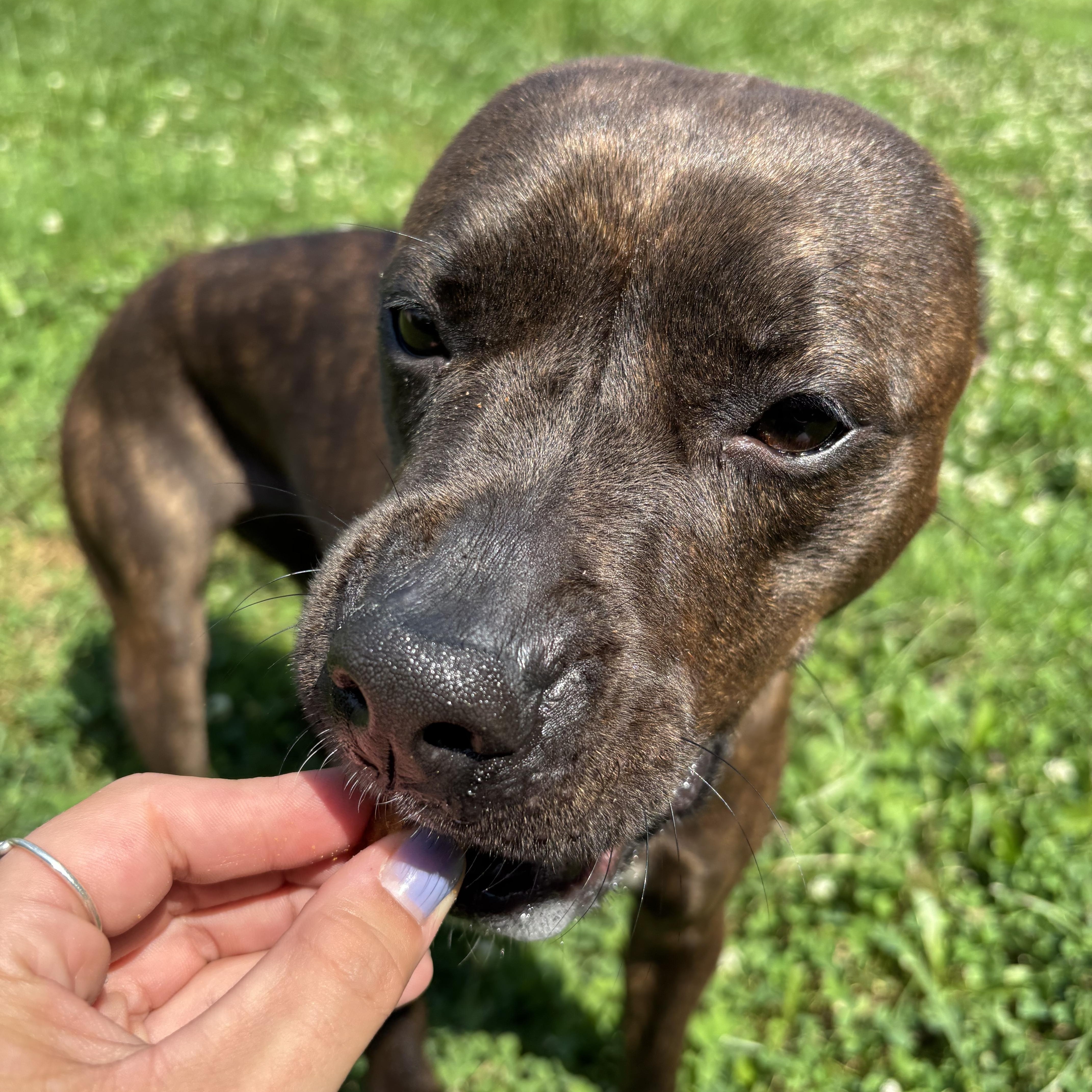 Trina, a ADOPTABLE mixed breed in Circleville, OH image 2/3