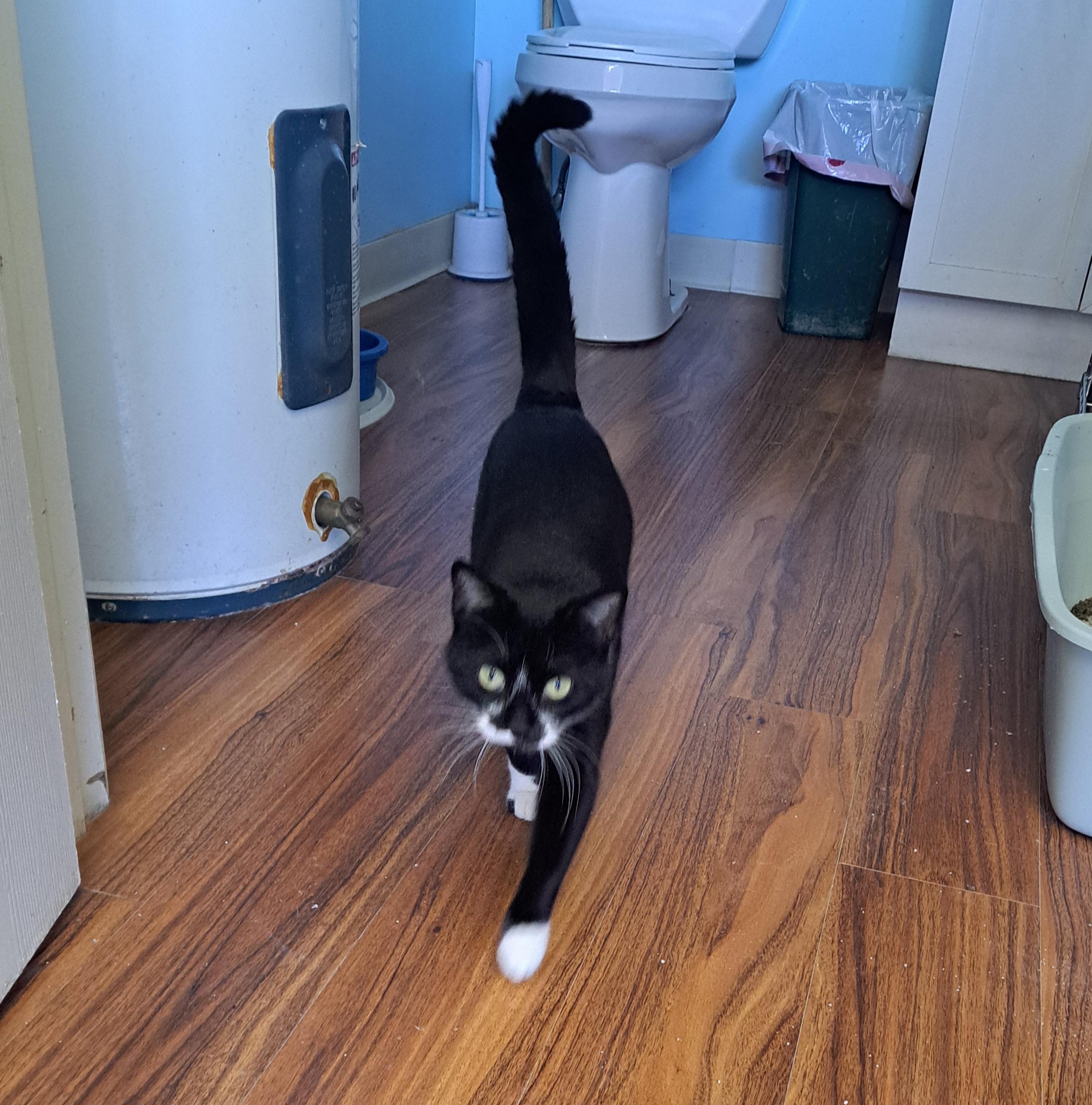 Enlarge Ms. Muffet, a ADOPTABLE American Shorthair in Lawrenceburg, KY image 3/6