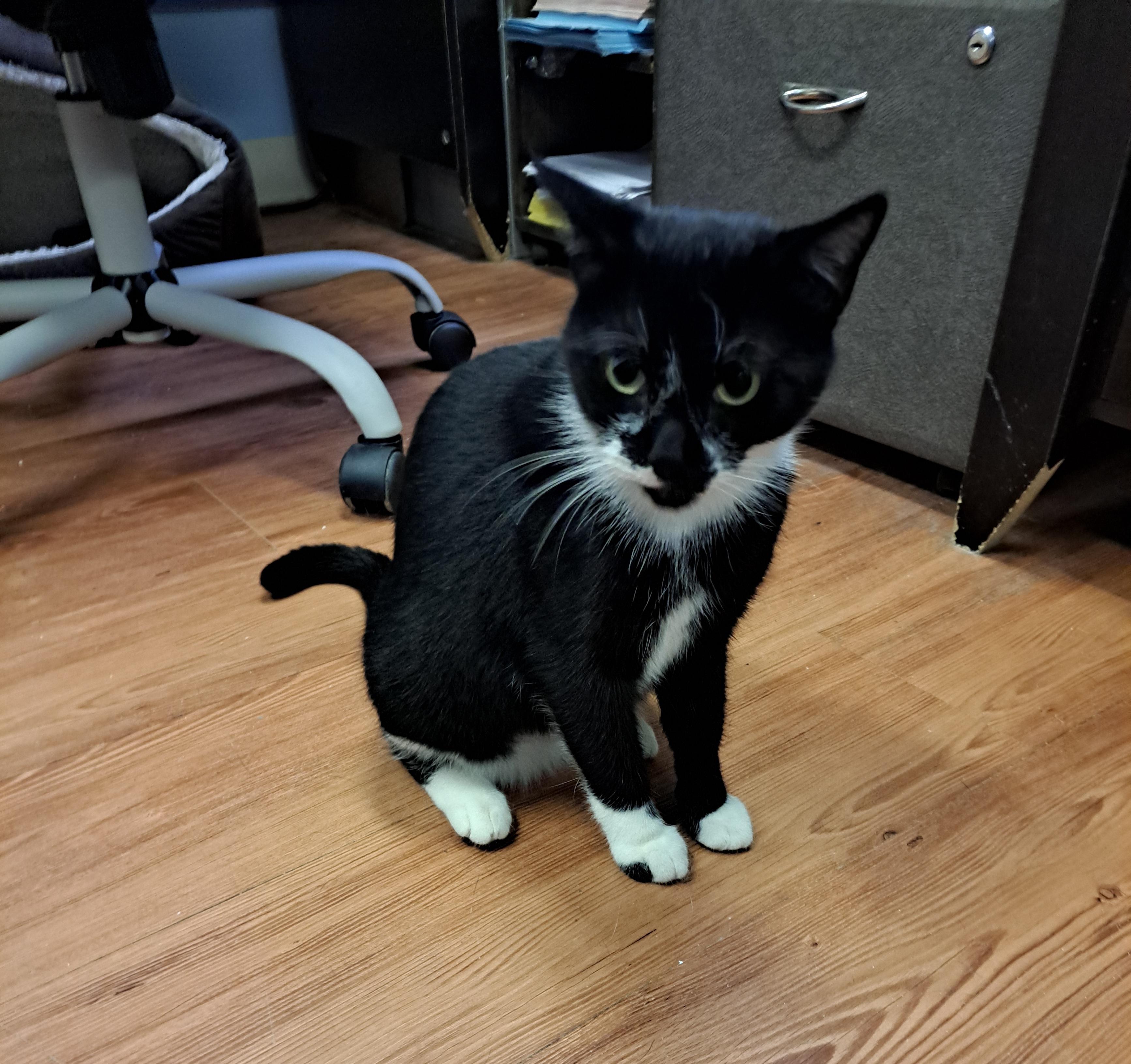 Enlarge Ms. Muffet, a ADOPTABLE American Shorthair in Lawrenceburg, KY image 6/6