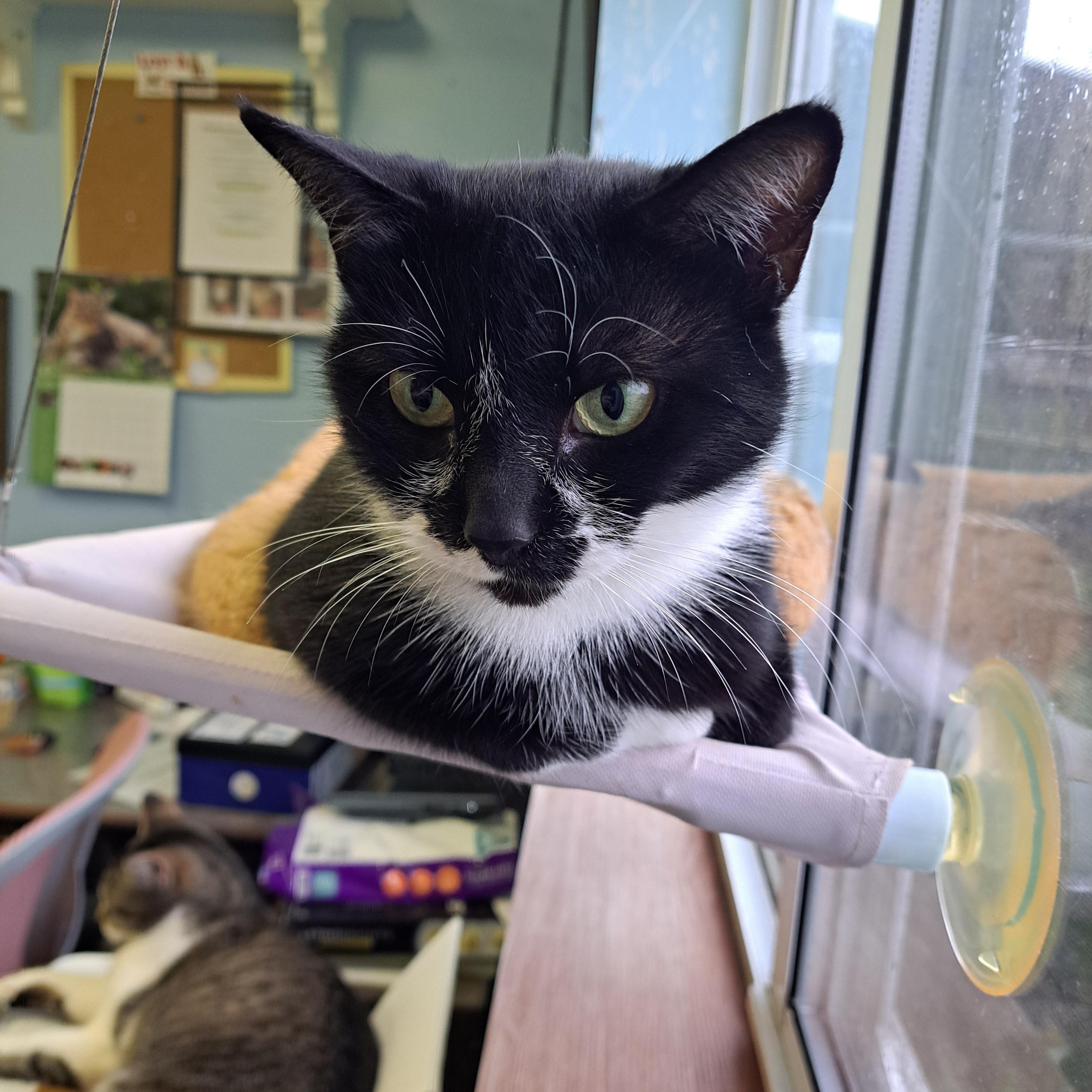 Enlarge Ms. Muffet, a ADOPTABLE American Shorthair in Lawrenceburg, KY image 4/6