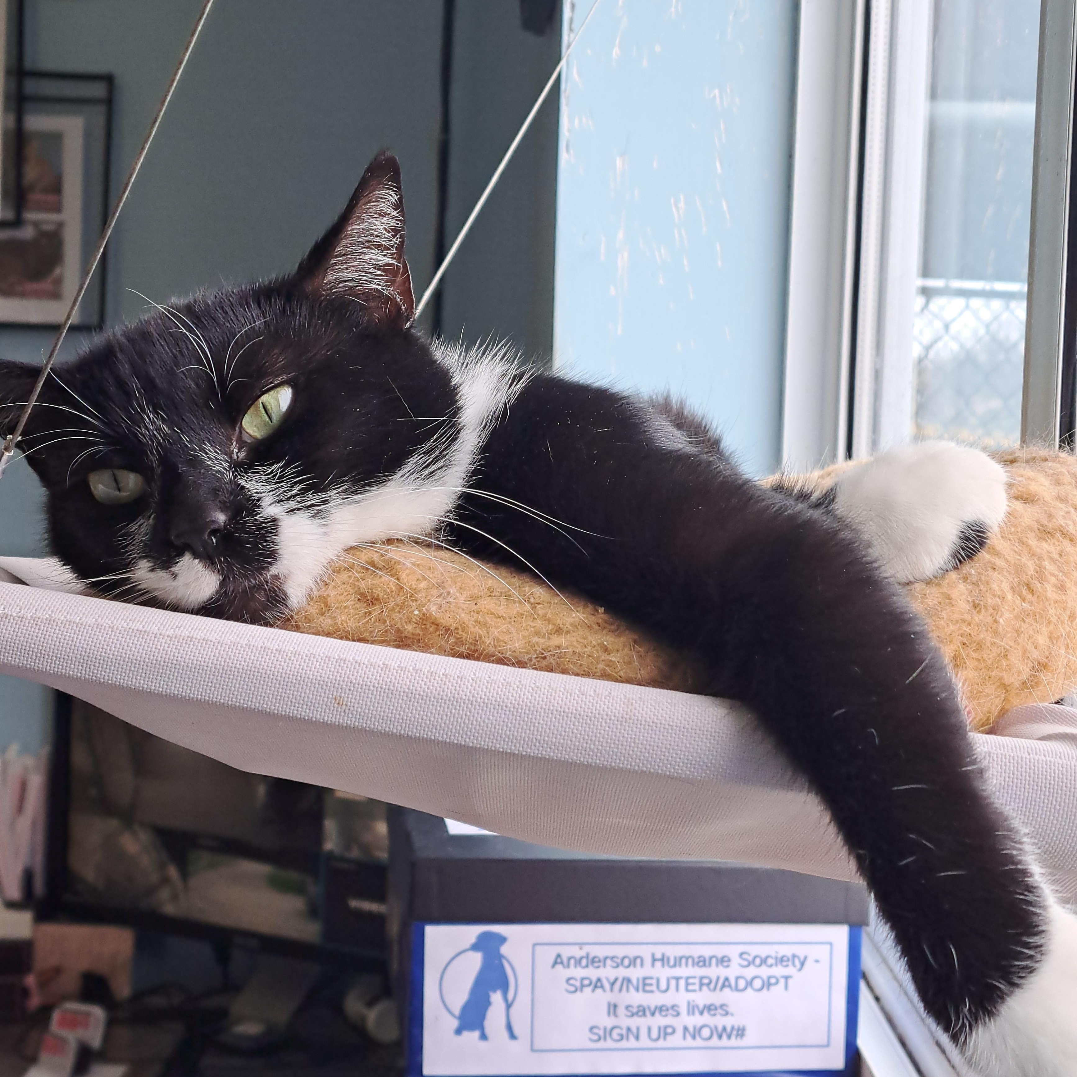 Enlarge Ms. Muffet, a ADOPTABLE American Shorthair in Lawrenceburg, KY image 1/6