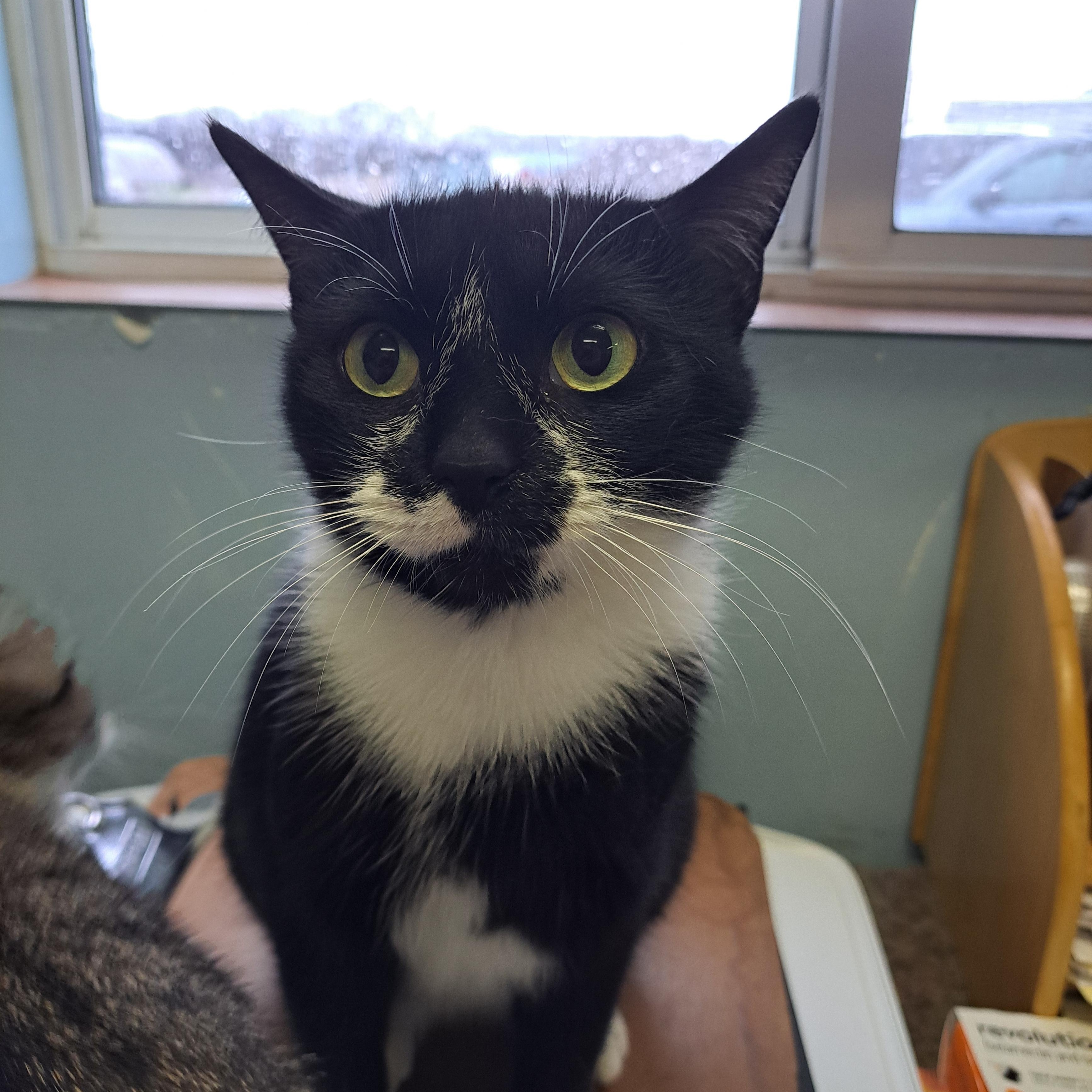 Enlarge Ms. Muffet, a ADOPTABLE American Shorthair in Lawrenceburg, KY image 5/6