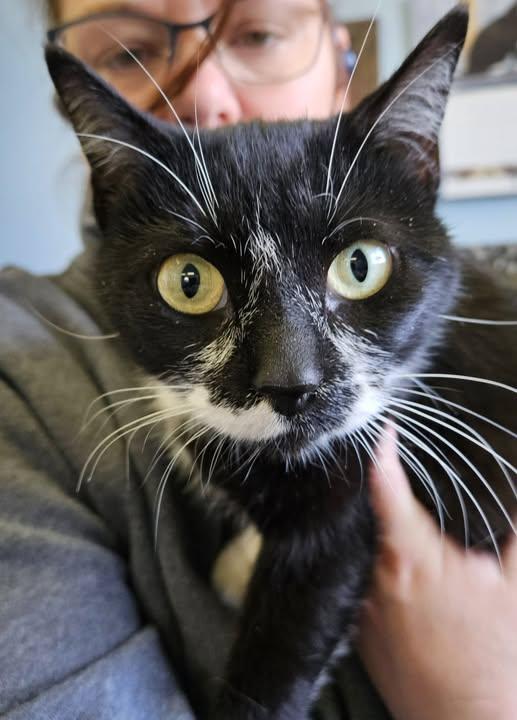 Enlarge Ms. Muffet, a ADOPTABLE American Shorthair in Lawrenceburg, KY image 1/1