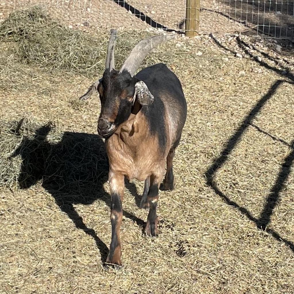 Ansel, a Adoptable Goat in Las Vegas, NV image 1/2