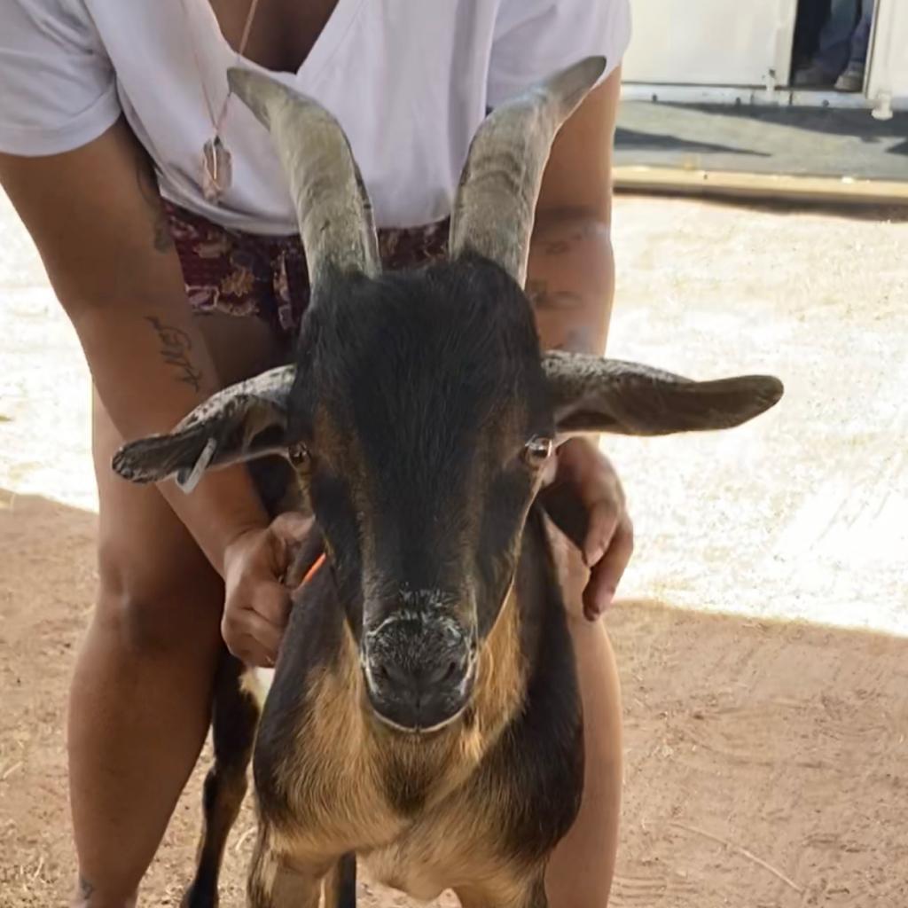 Ansel, a Adoptable Goat in Las Vegas, NV image 2/2