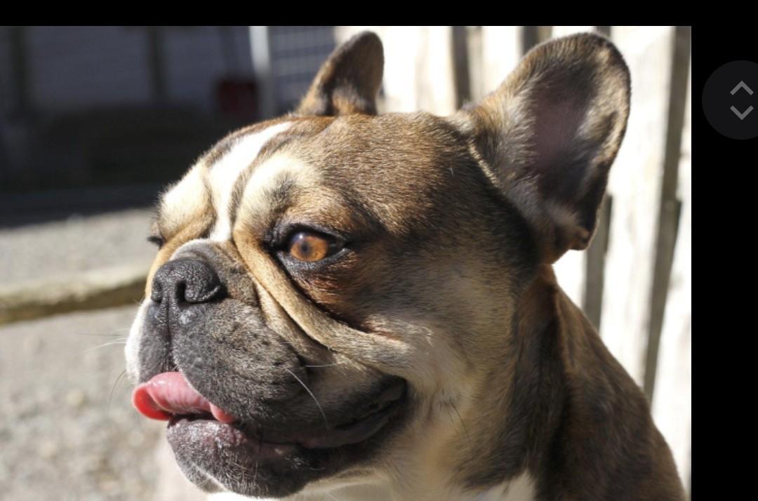 Enlarge Henry, a ADOPTABLE French Bulldog in Mary Esther, FL image 1/1