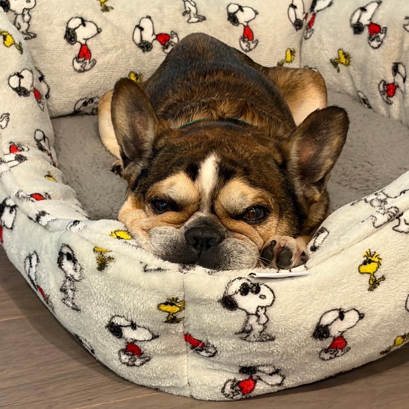 Enlarge Henry G, a ADOPTABLE French Bulldog in Mary Esther, FL image 2/3