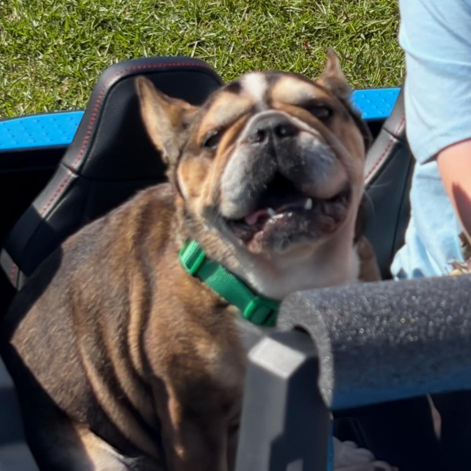 Enlarge Henry G, a ADOPTABLE French Bulldog in Mary Esther, FL image 3/3
