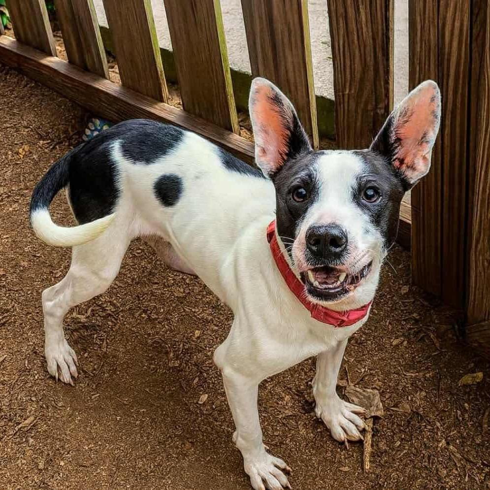 Karma Kisses, Adoptable, Adult Female Terrier.