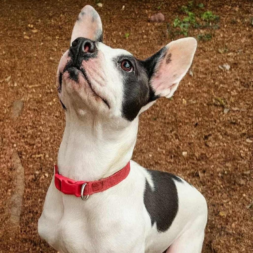 Karma Kisses, a Adoptable Terrier in Wadena, MN image 2/3