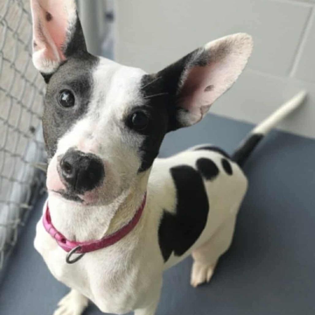 Karma Kisses, a Adoptable Terrier in Wadena, MN image 3/3